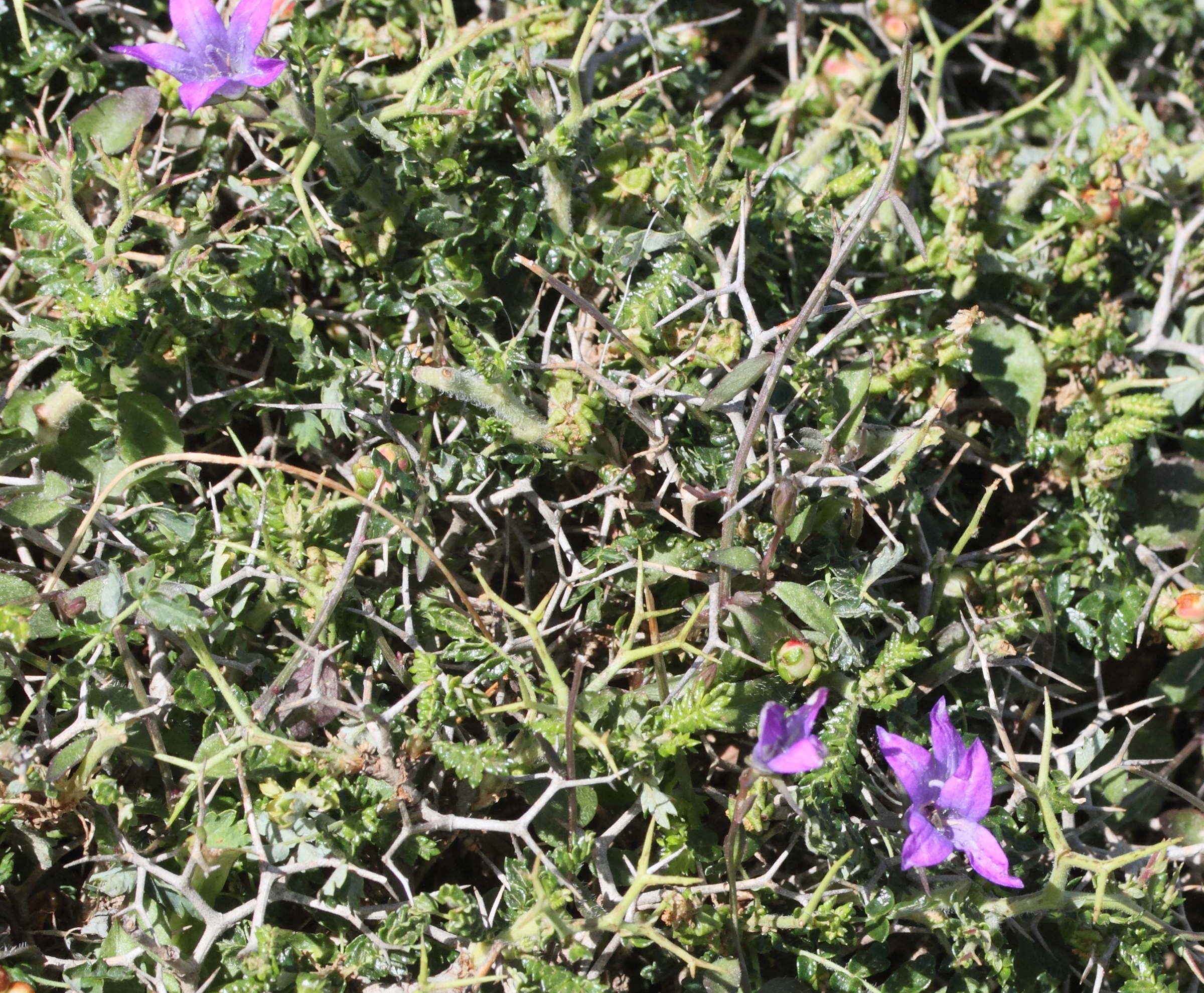 campanula_spatulata_filicaulis1md