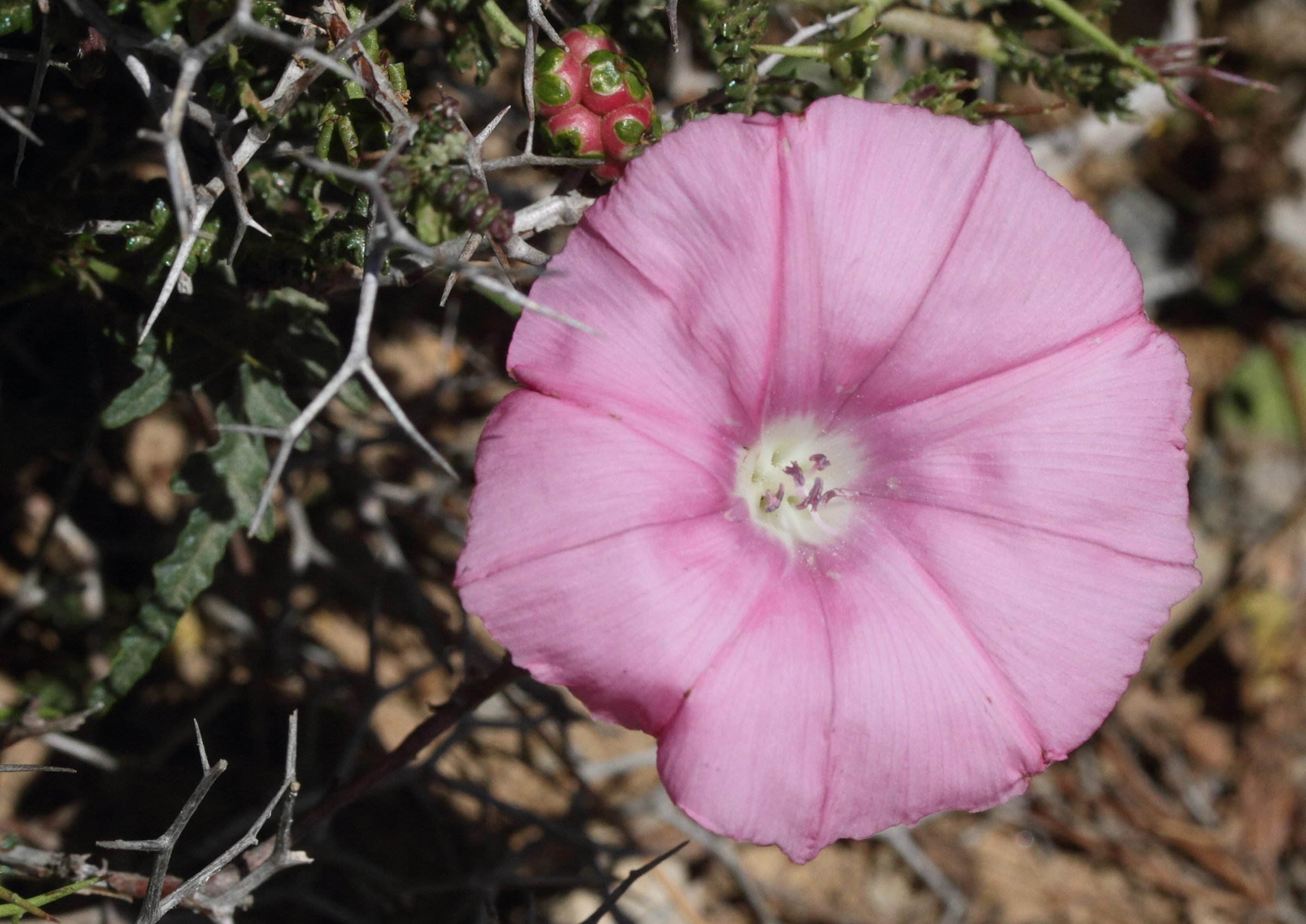 Afficher le média convolvulus_elegantissimus1md convolvulus_elegantissimus1md