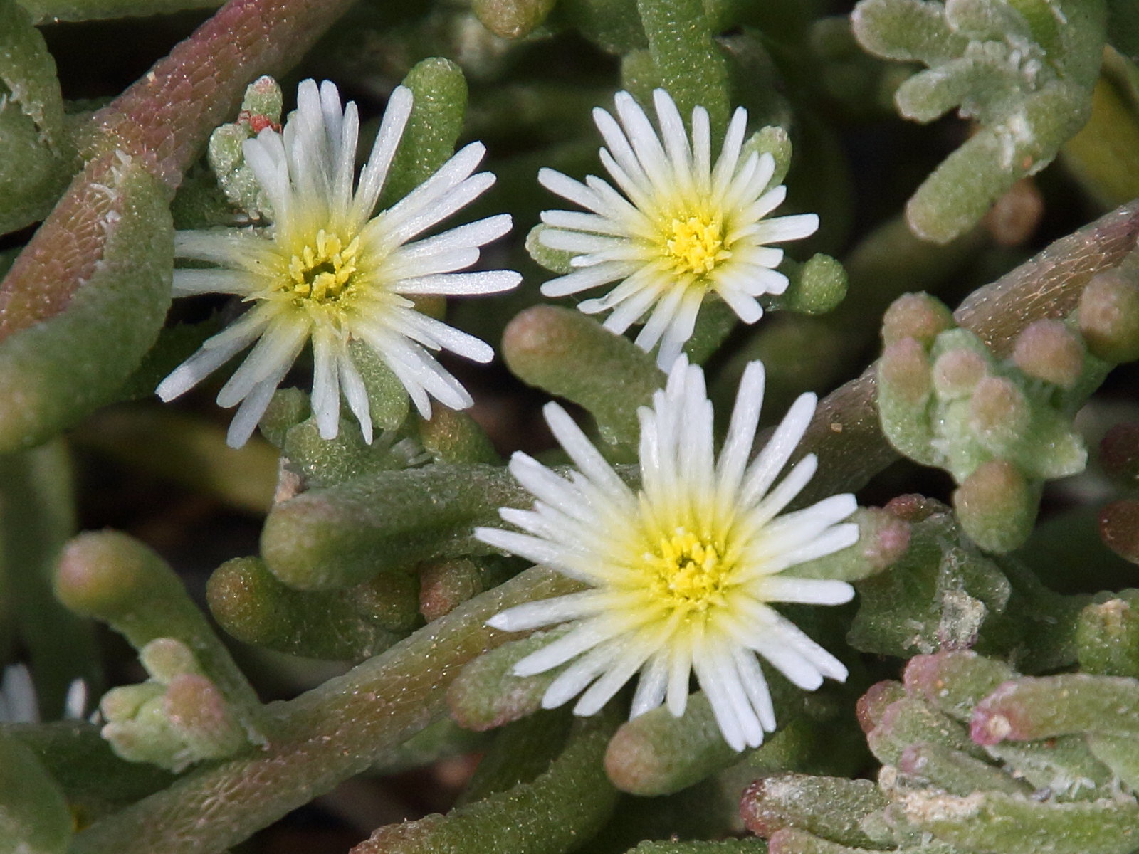 mesembryanthemum_nodiflorum7bdbd