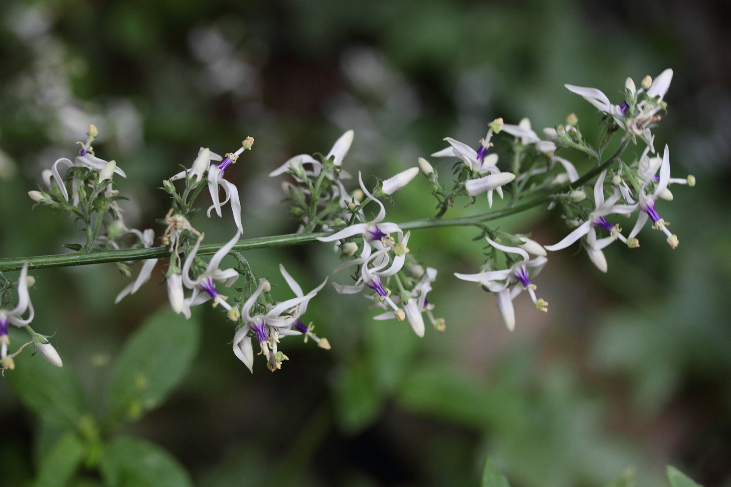 Afficher le média petromarula_pinnata1md petromarula_pinnata1md