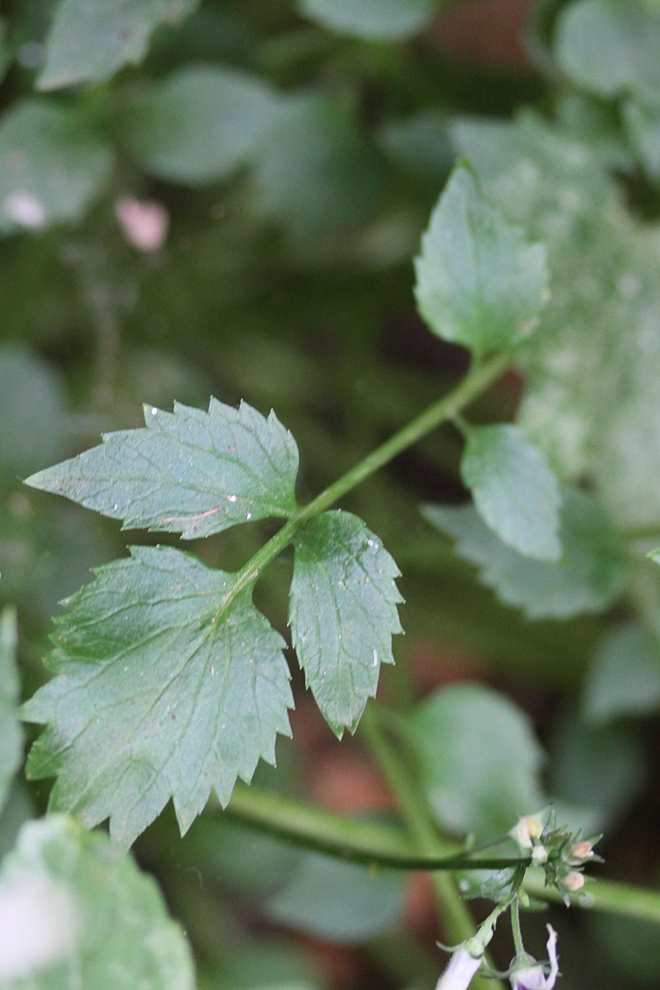 Afficher le média petromarula_pinnata2md petromarula_pinnata2md