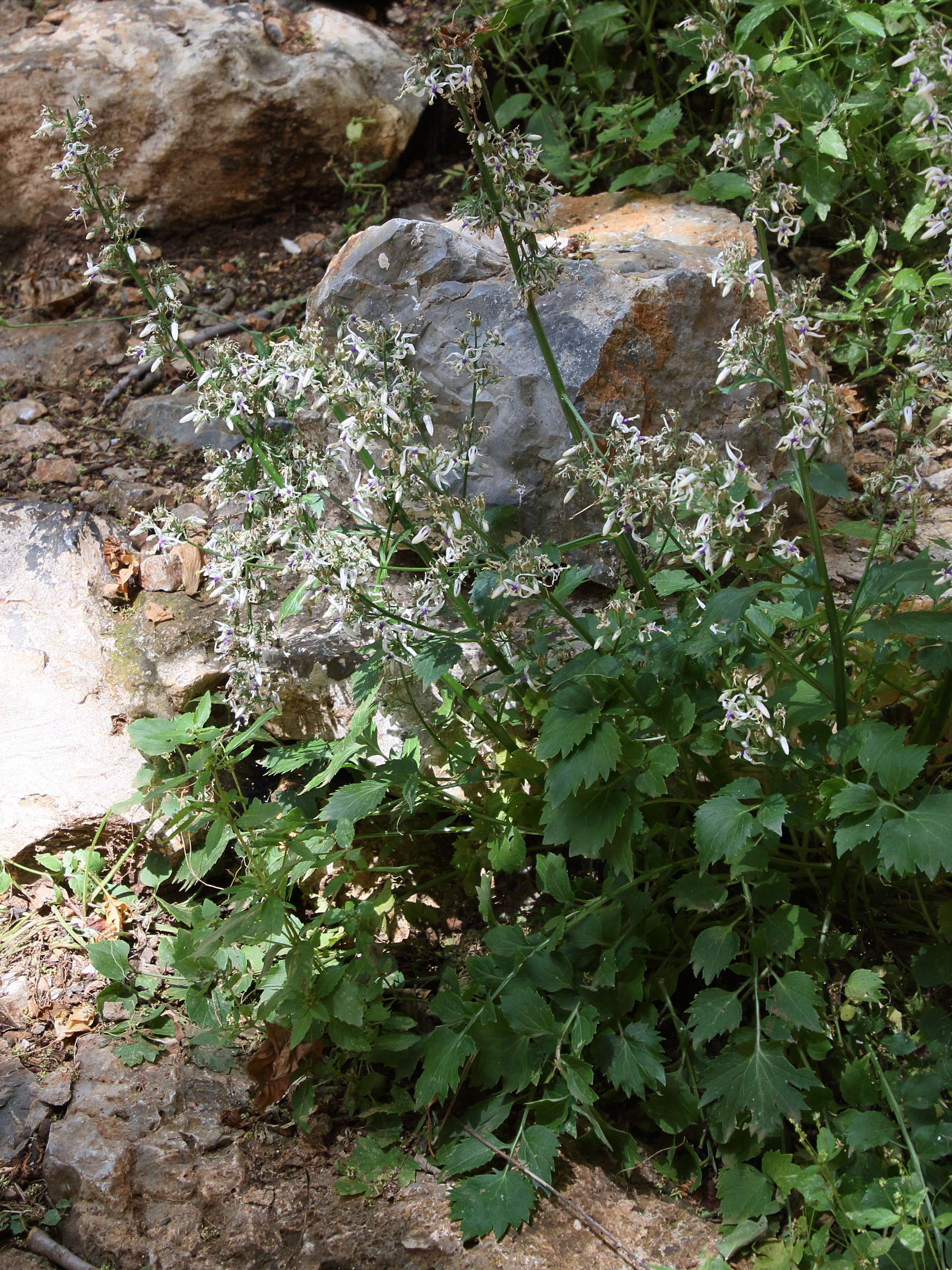 Afficher le média petromarula_pinnata3bd petromarula_pinnata3bd