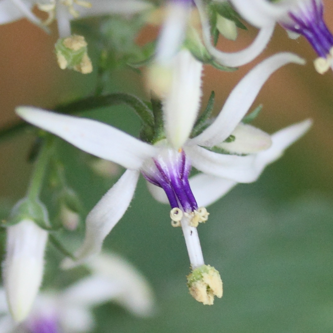 Afficher le média petromarula_pinnata4md petromarula_pinnata4md