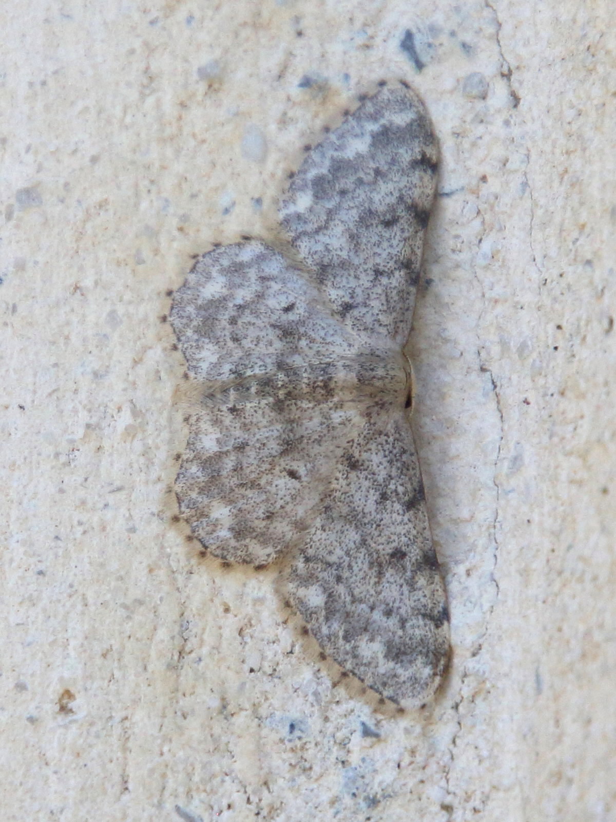 scopula_submutata5bd