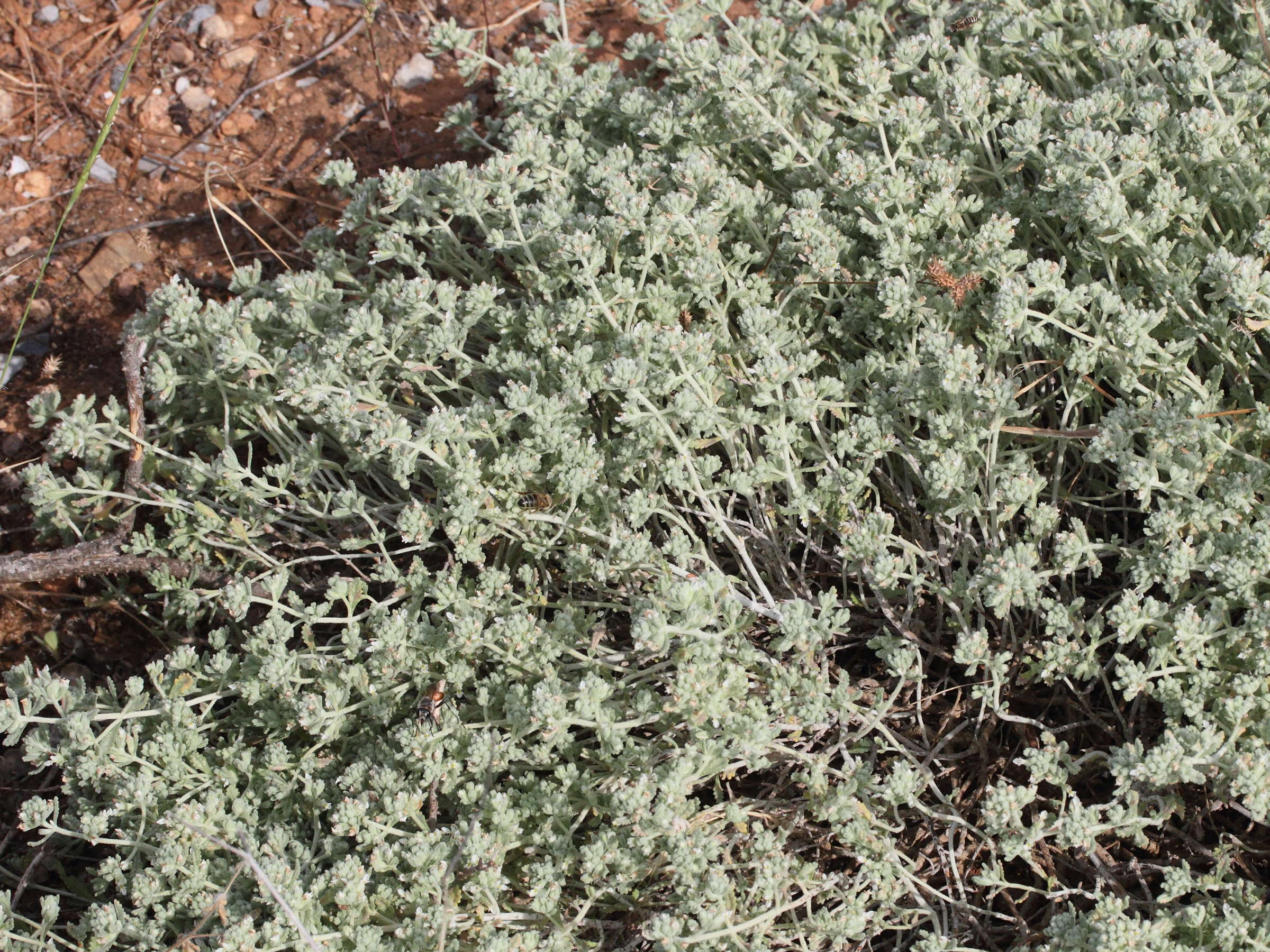 teucrium_polium1md