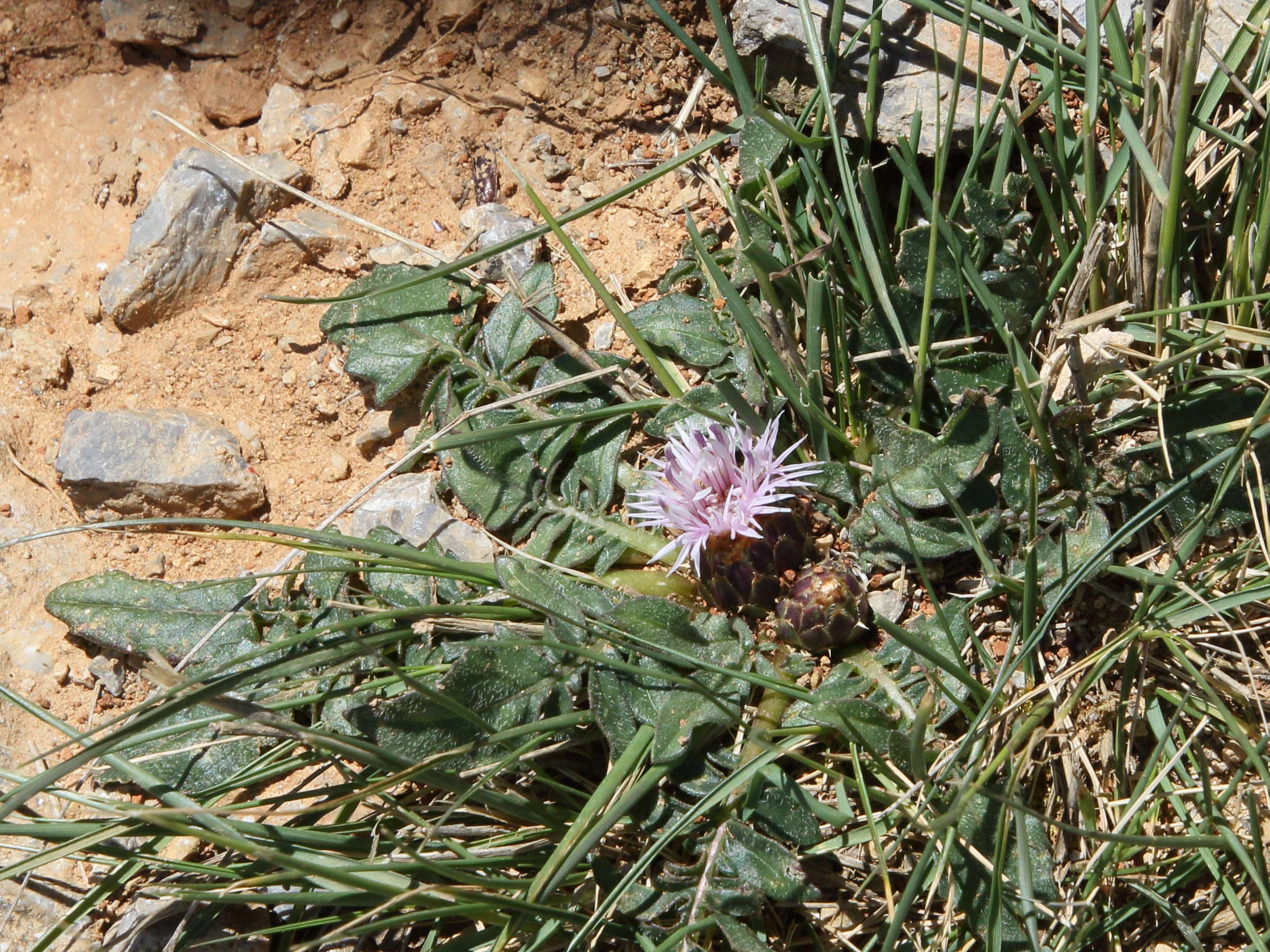 Afficher le média centaurea_raphanina1bd centaurea_raphanina1bd