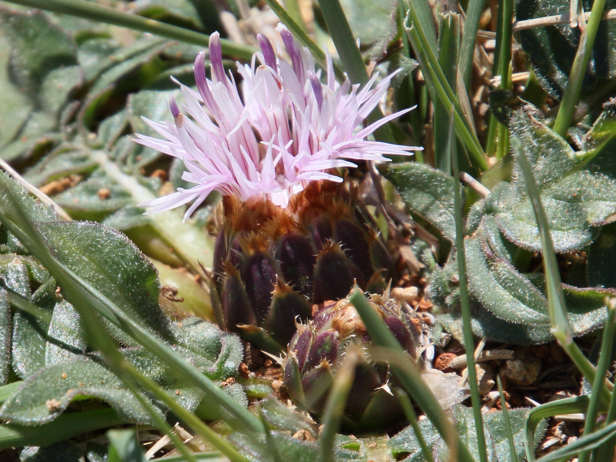 Afficher le média centaurea_raphanina2bd centaurea_raphanina2bd