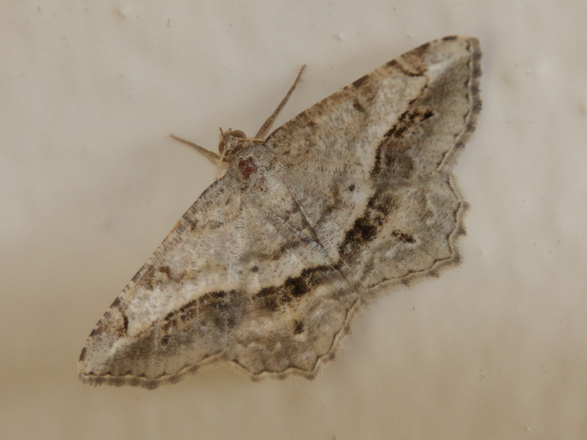 chiasmia_aestimaria1bd