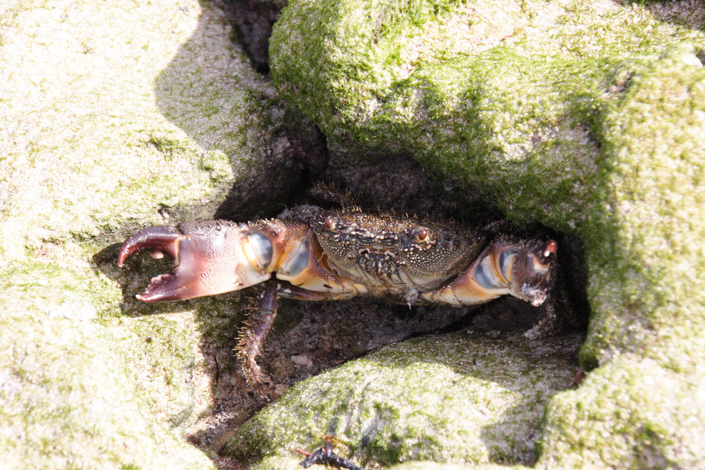 eriphia_verrucosa3bd