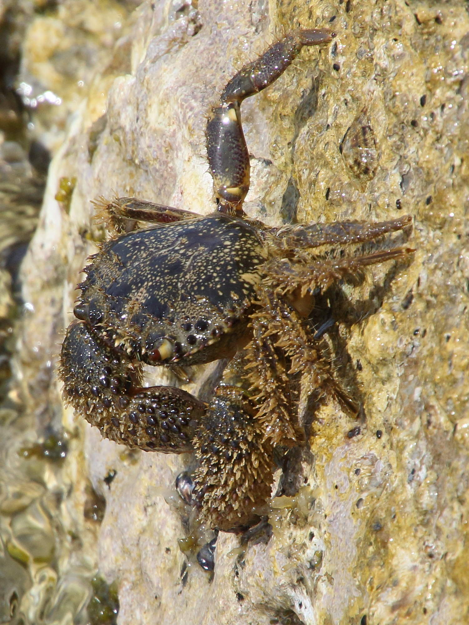 eriphia_verrucosa5bd