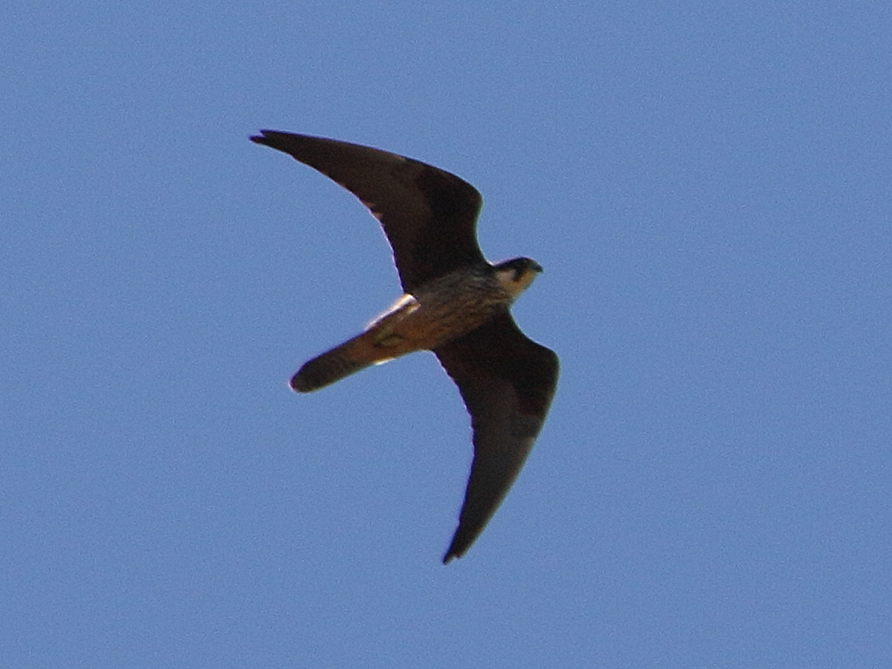 faucon_d-eleonore_-_falco_eleonorae1bd