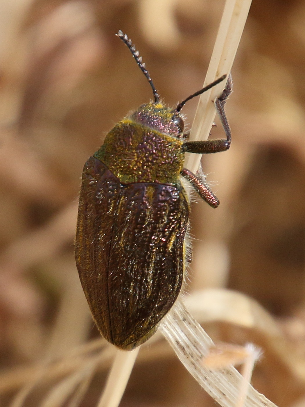 julodis_pubescens1bd