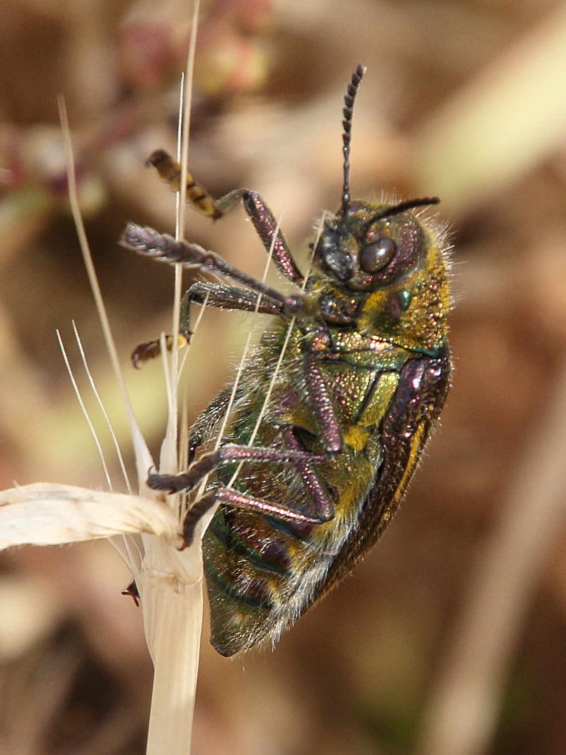 julodis_pubescens2bd