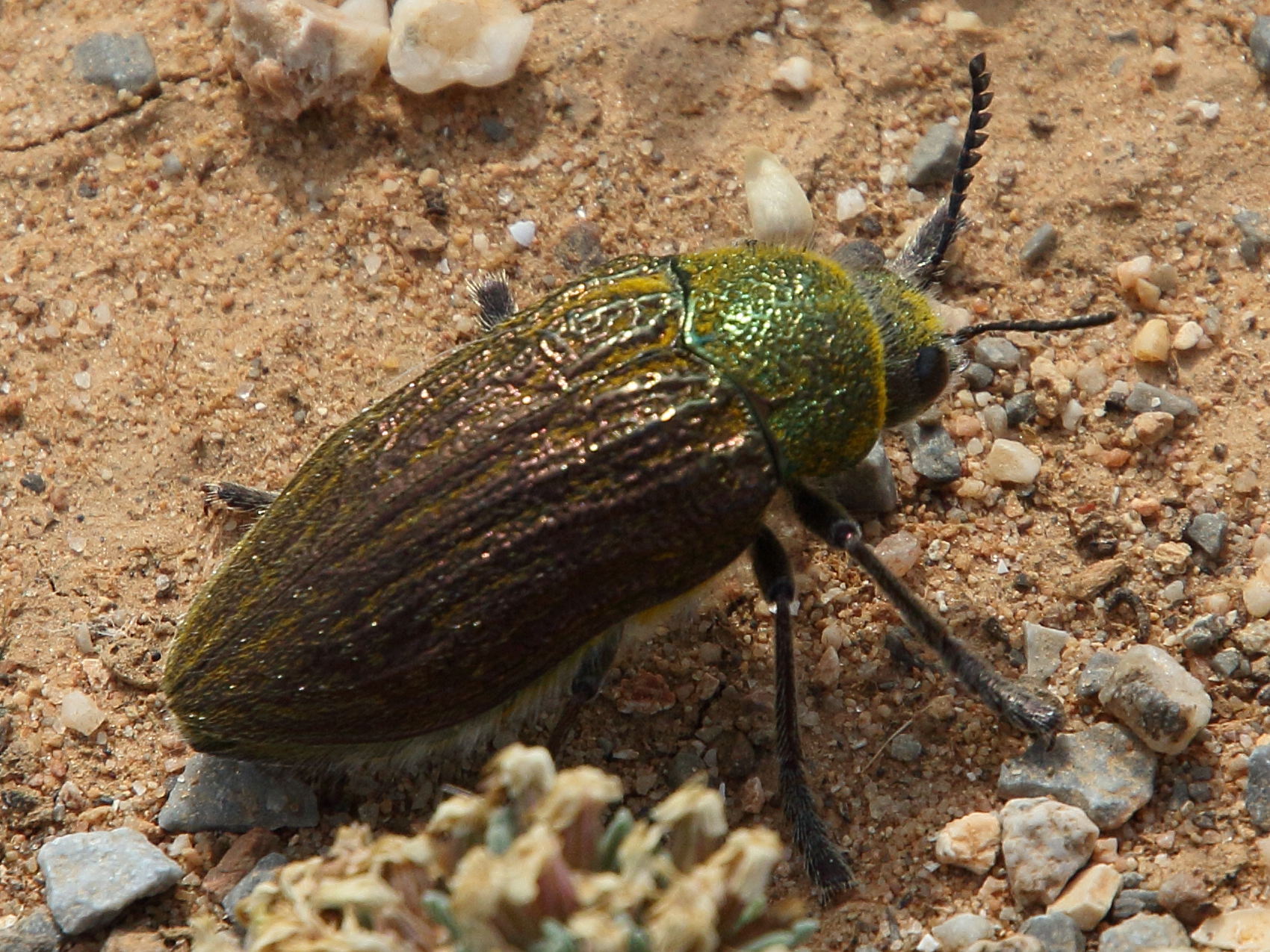 julodis_pubescens3bd