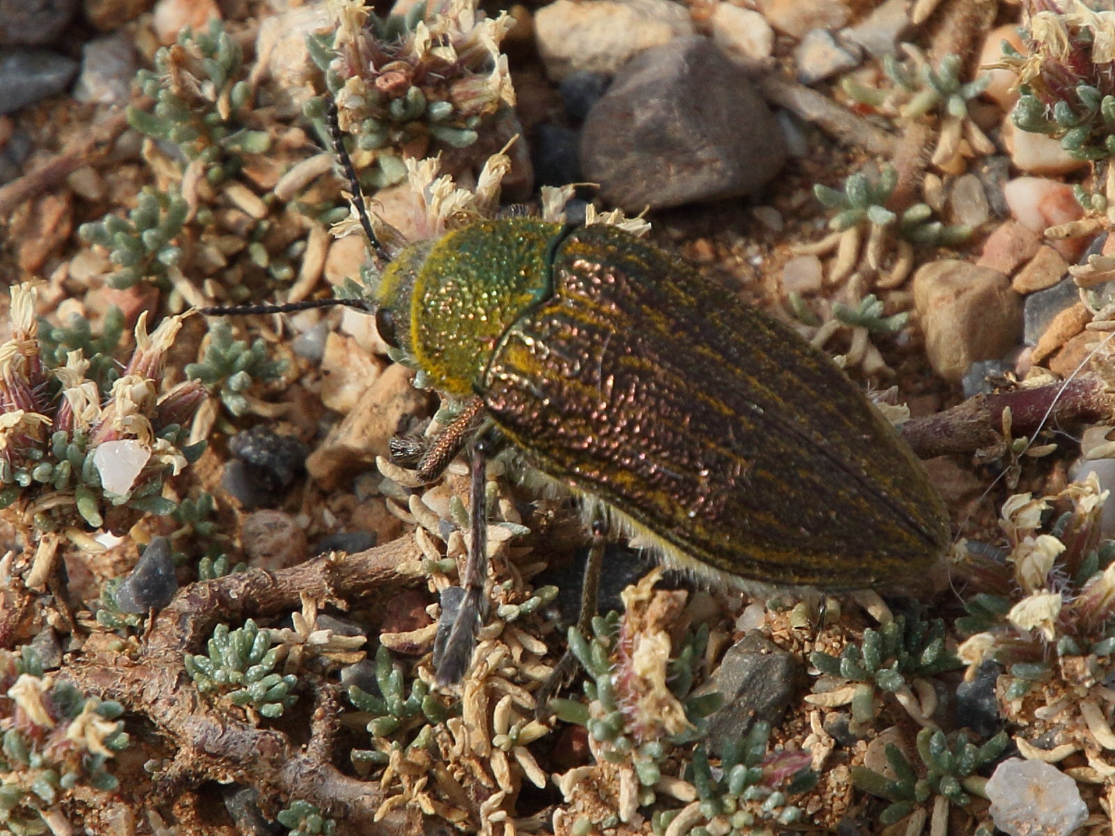 julodis_pubescens4bd