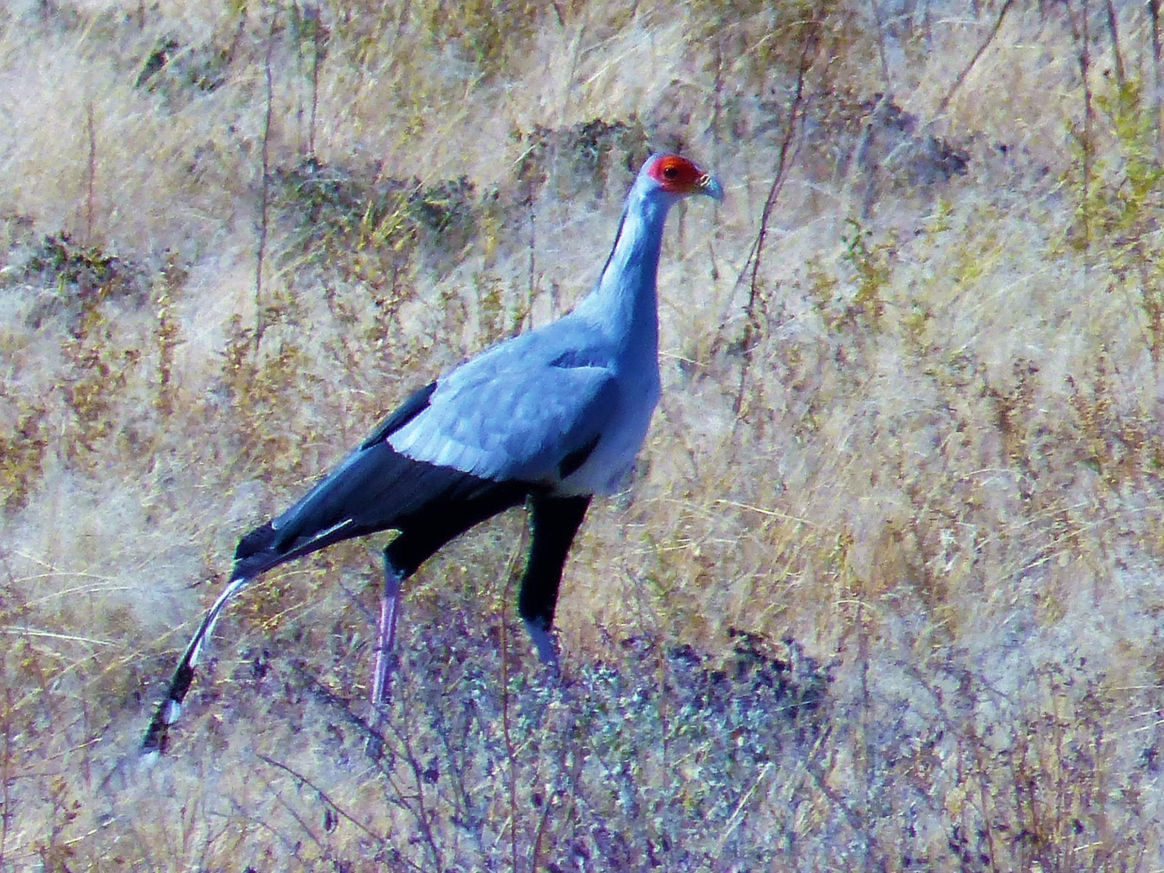 Afficher le média messager_sagittaire_-_sgittarius_serpentarius5cb messager_sagittaire_-_sgittarius_serpentarius5cb