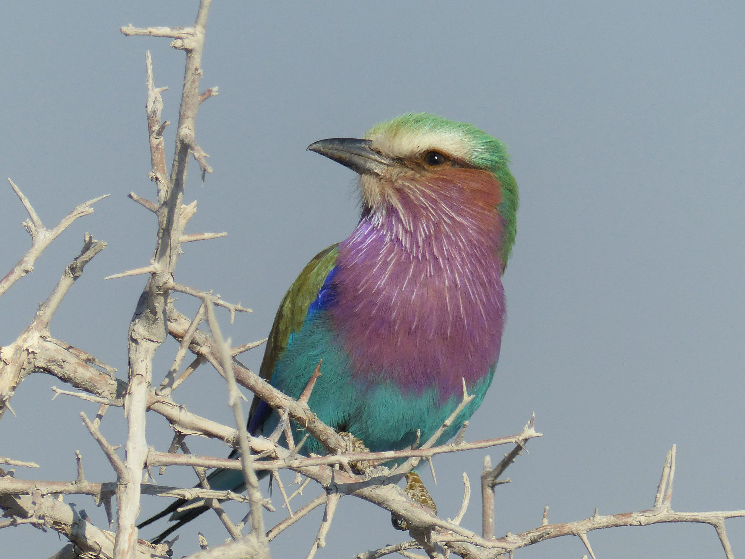 rollier_a_longs_brins_-_coracias_caudatus2cb