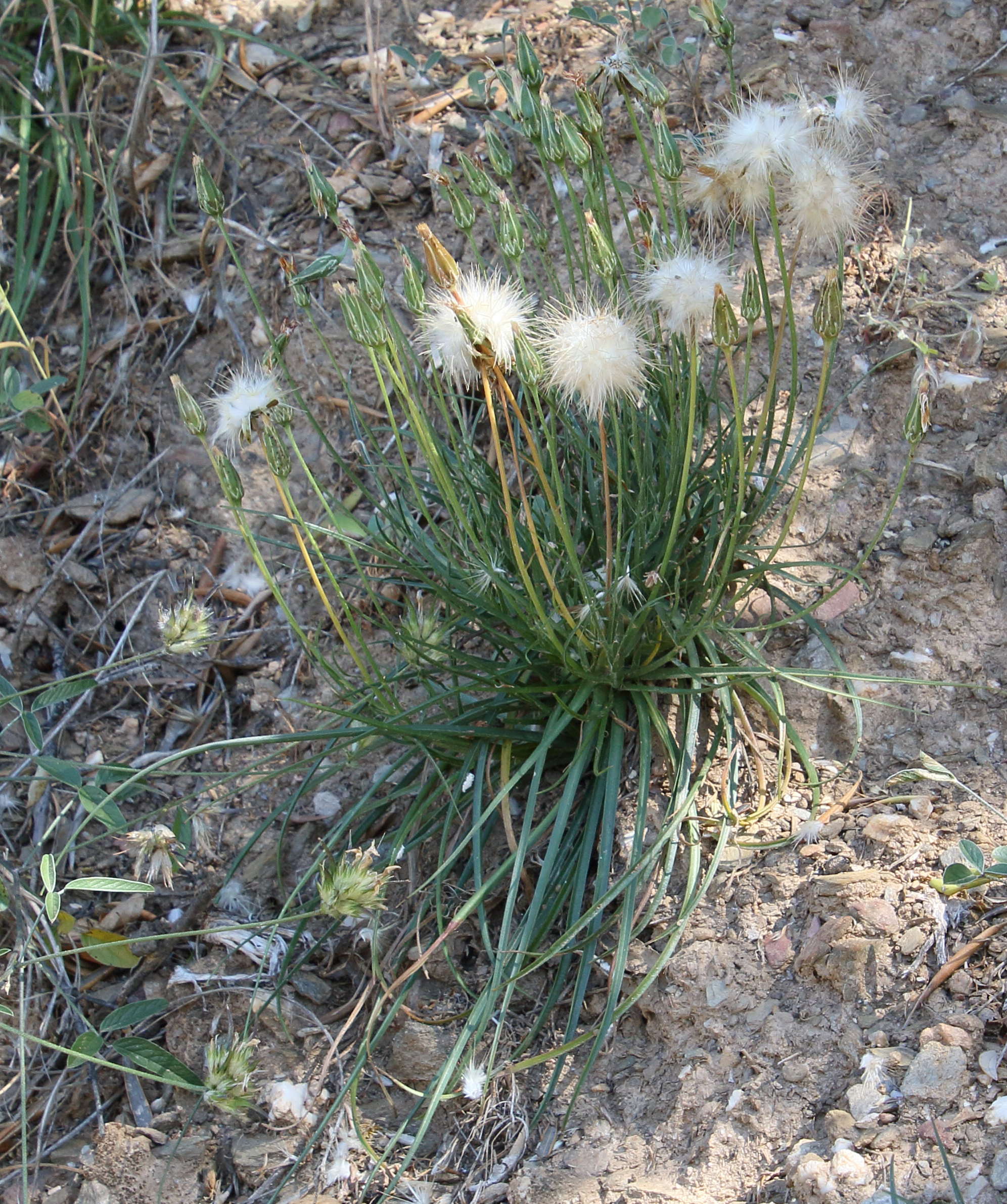 Afficher le média scorzonera_cretica1bd scorzonera_cretica1bd