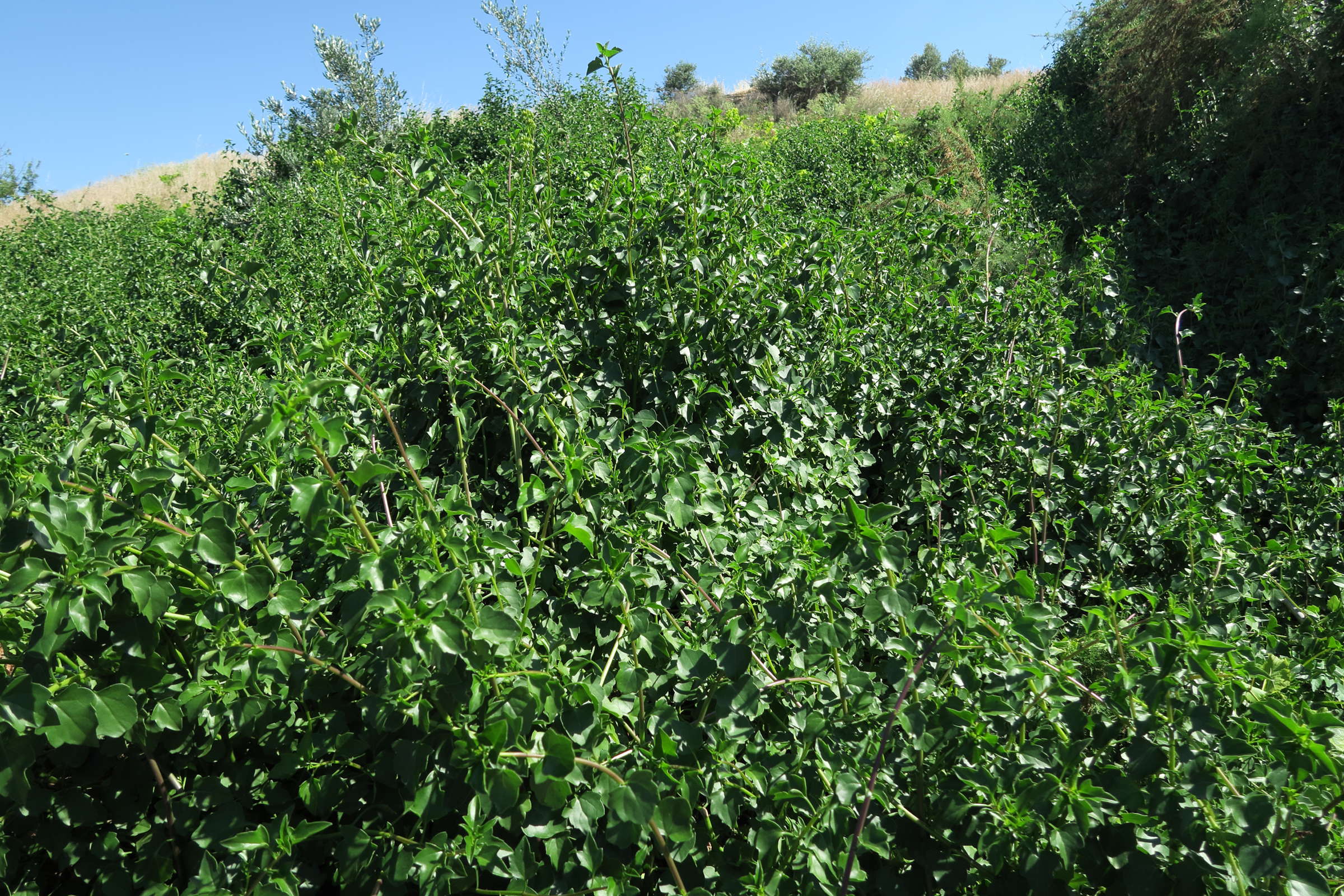 Afficher le média senecio_angulatus1md senecio_angulatus1md