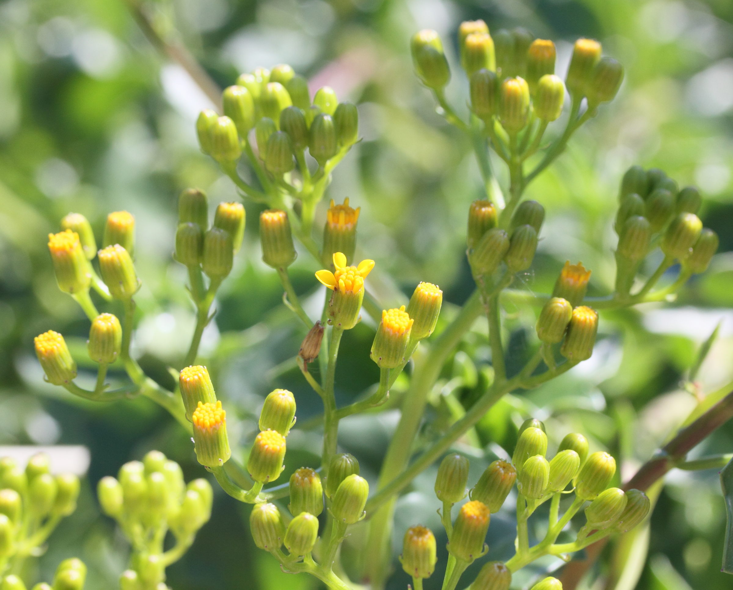 Afficher le média senecio_angulatus2md senecio_angulatus2md