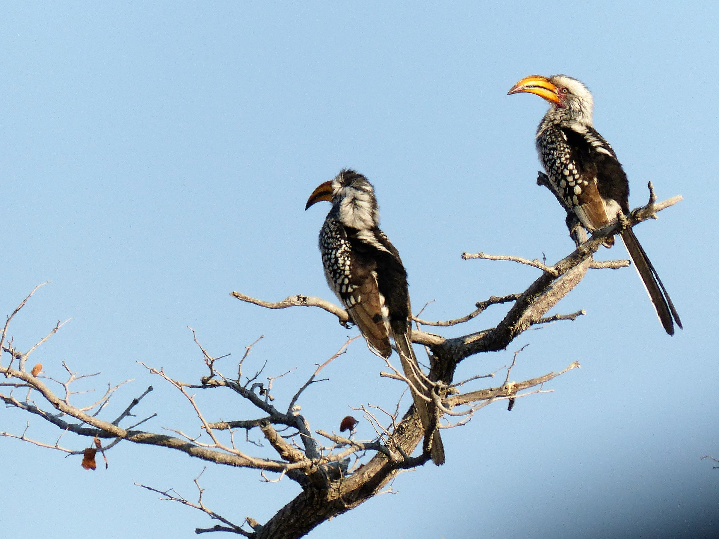 calao_leucomele_-_tockus_leucomelas1cb