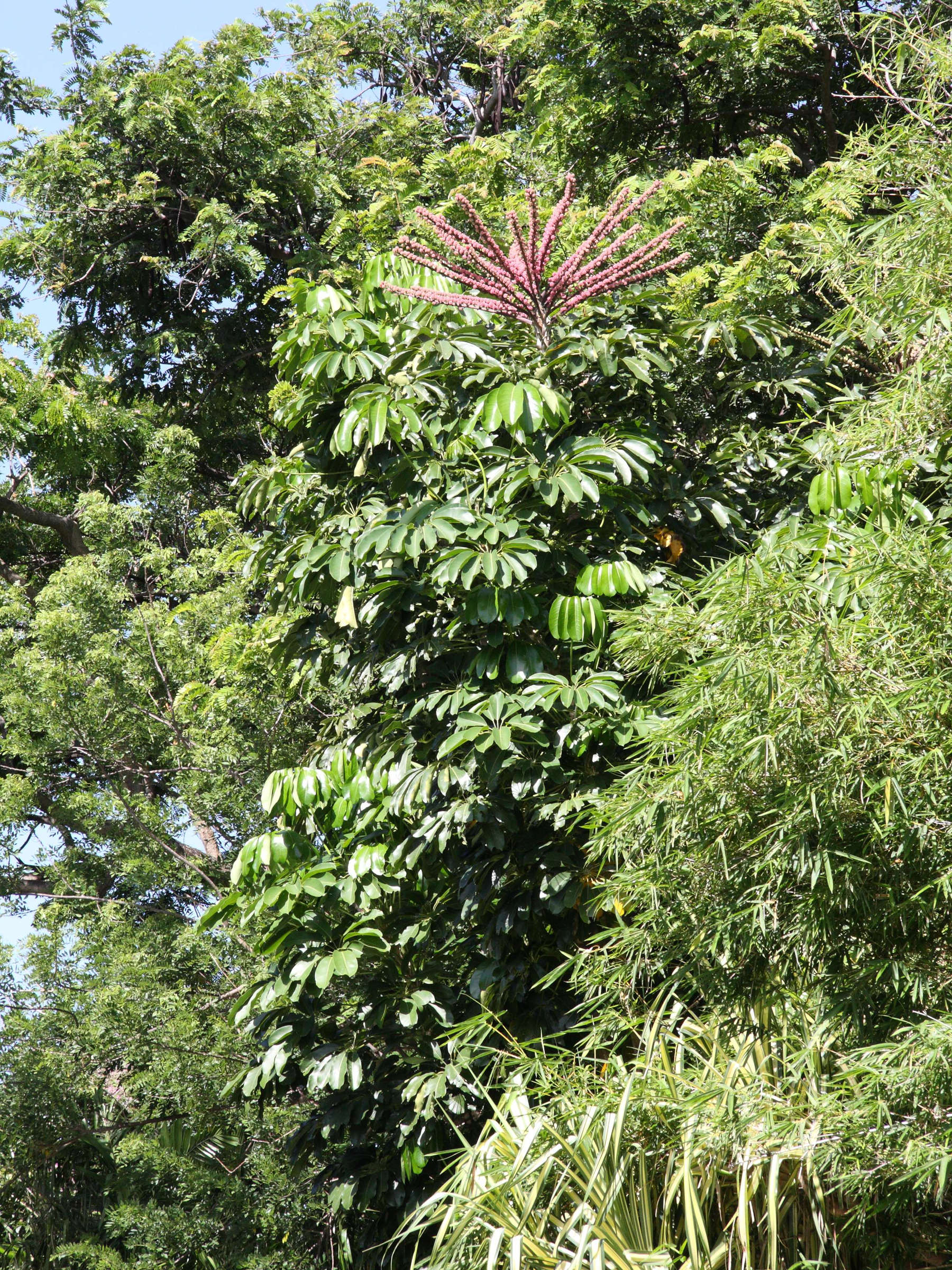 schefflera_actinophylla1md
