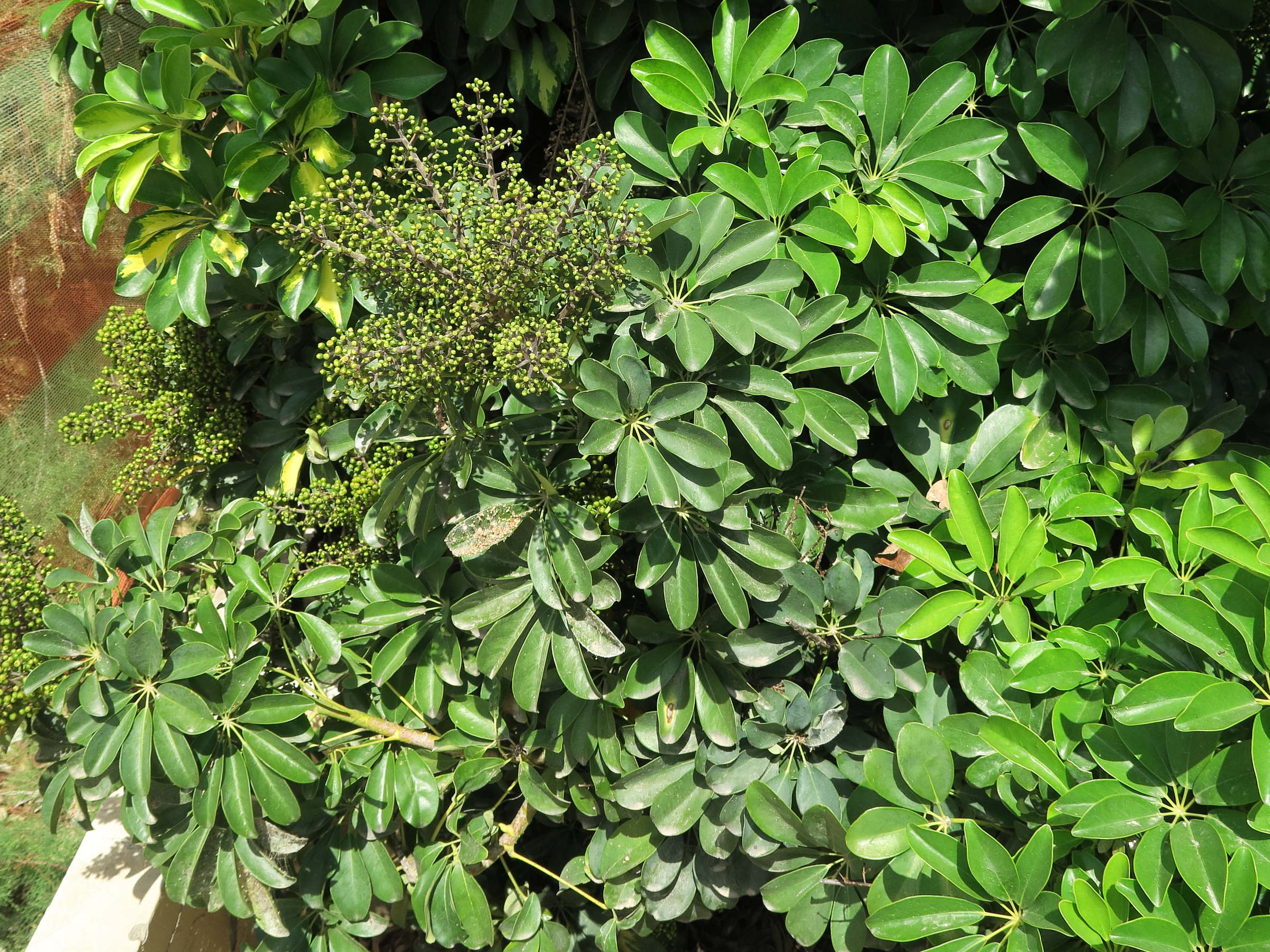 schefflera_arboricola1md