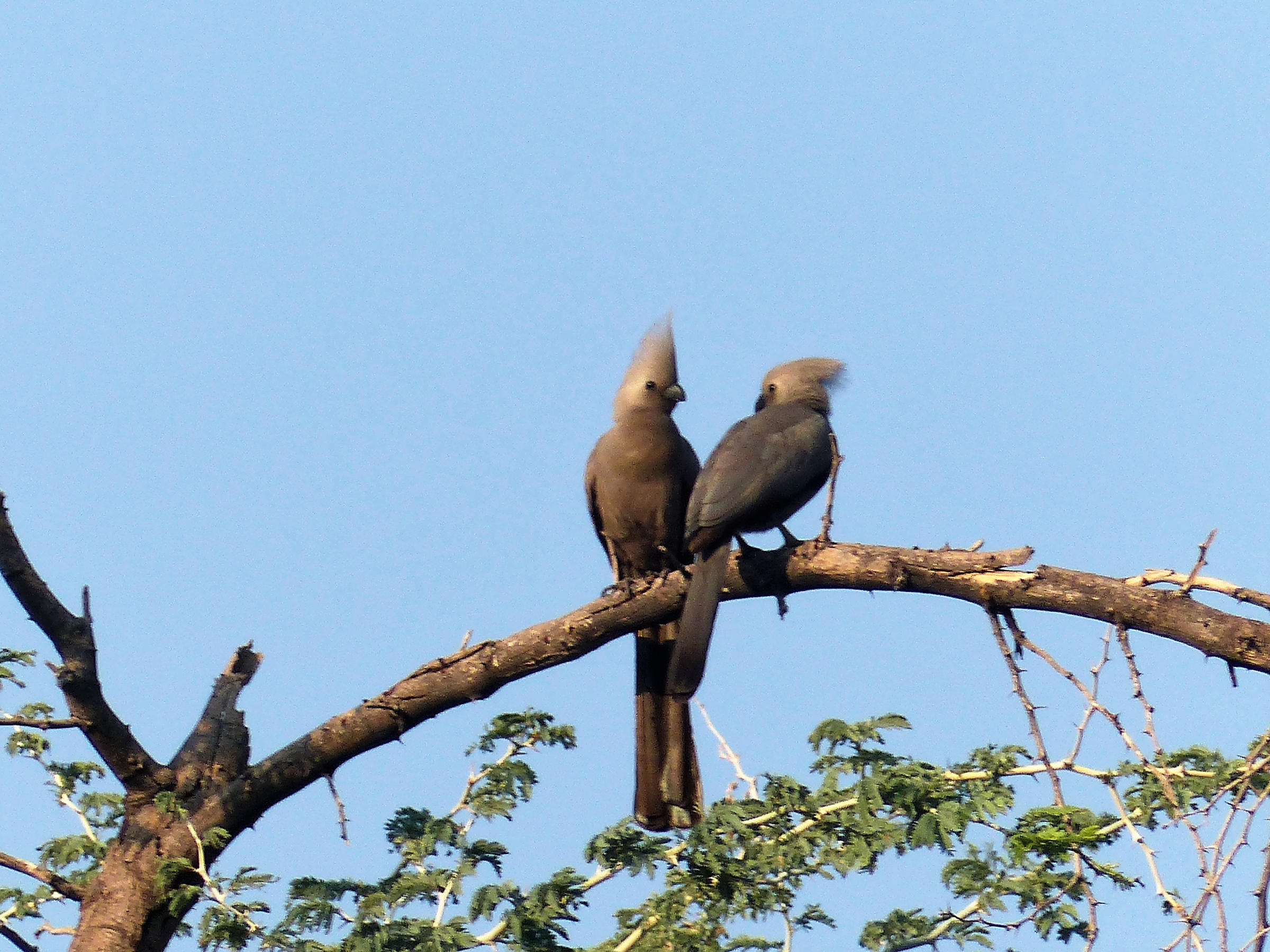 touraco_concolore_-_corythaixoides_concolor1cb
