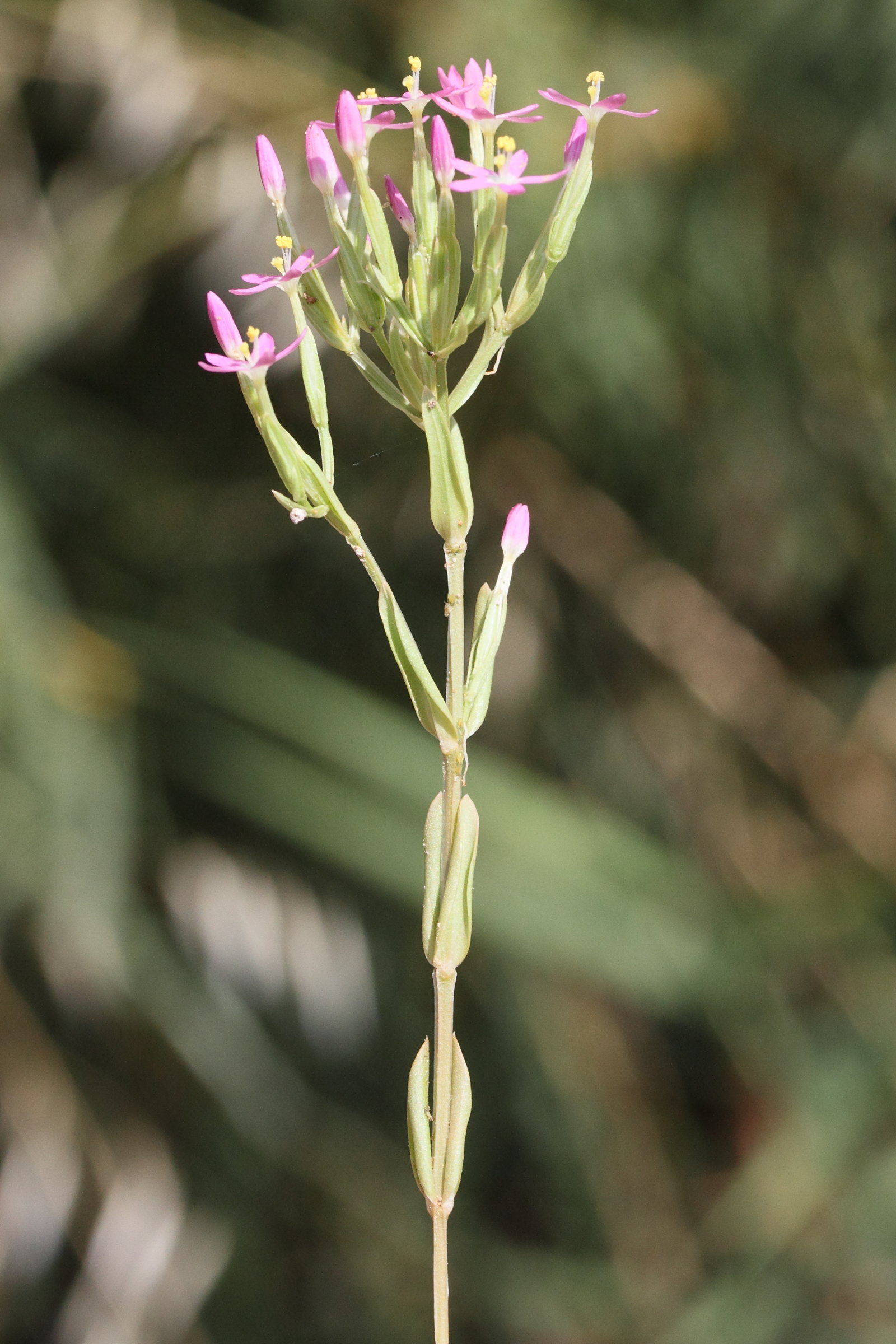 centaurium_pulchellum1md