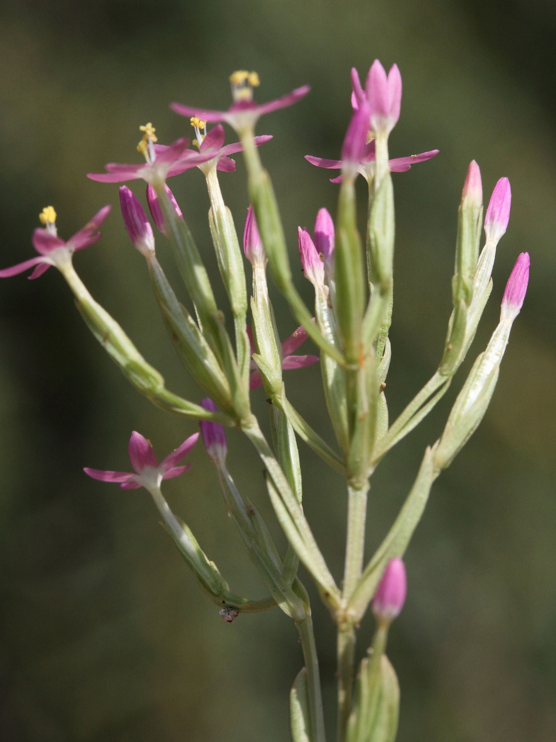 centaurium_pulchellum2md