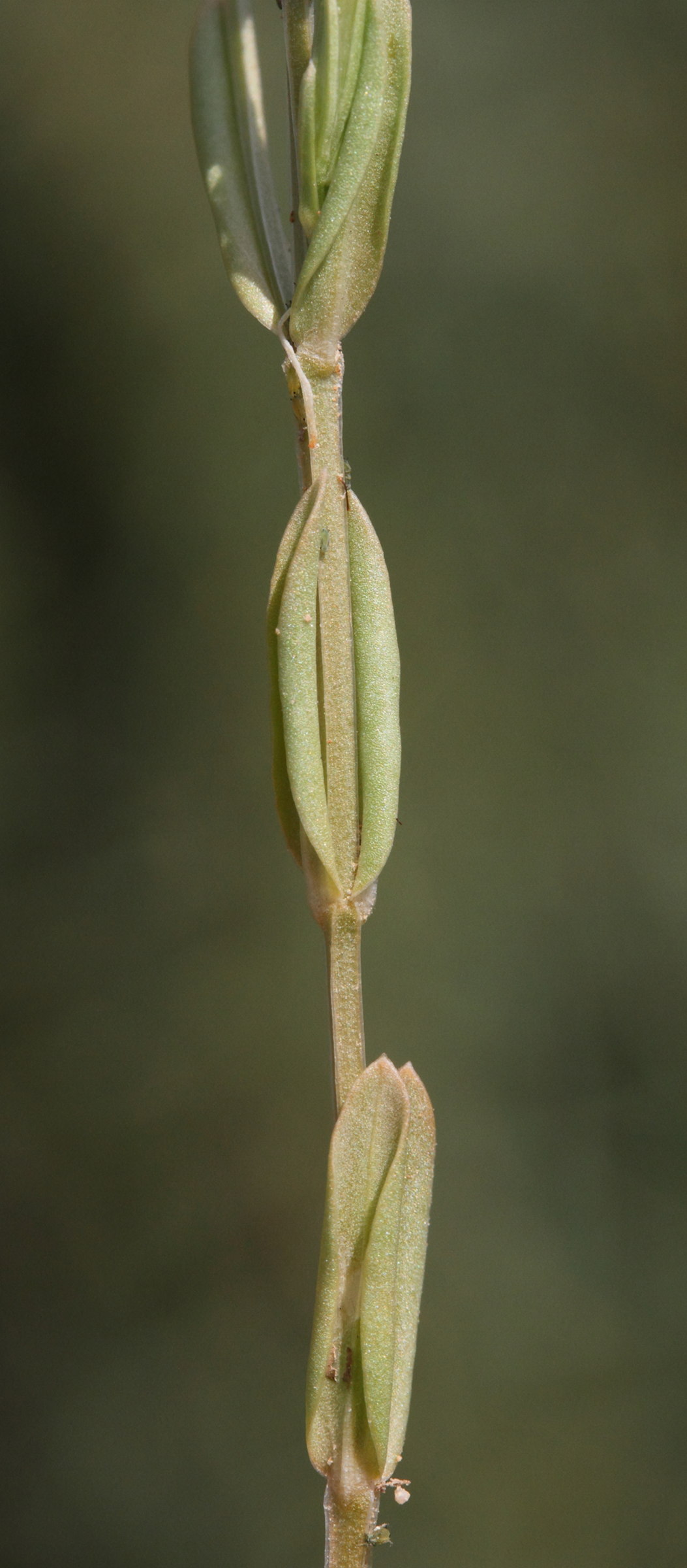 centaurium_pulchellum3md