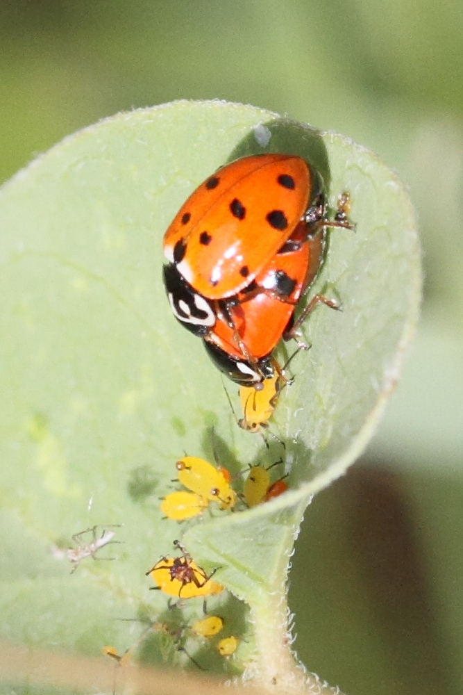 Afficher le média hippodamia_variegata6md hippodamia_variegata6md