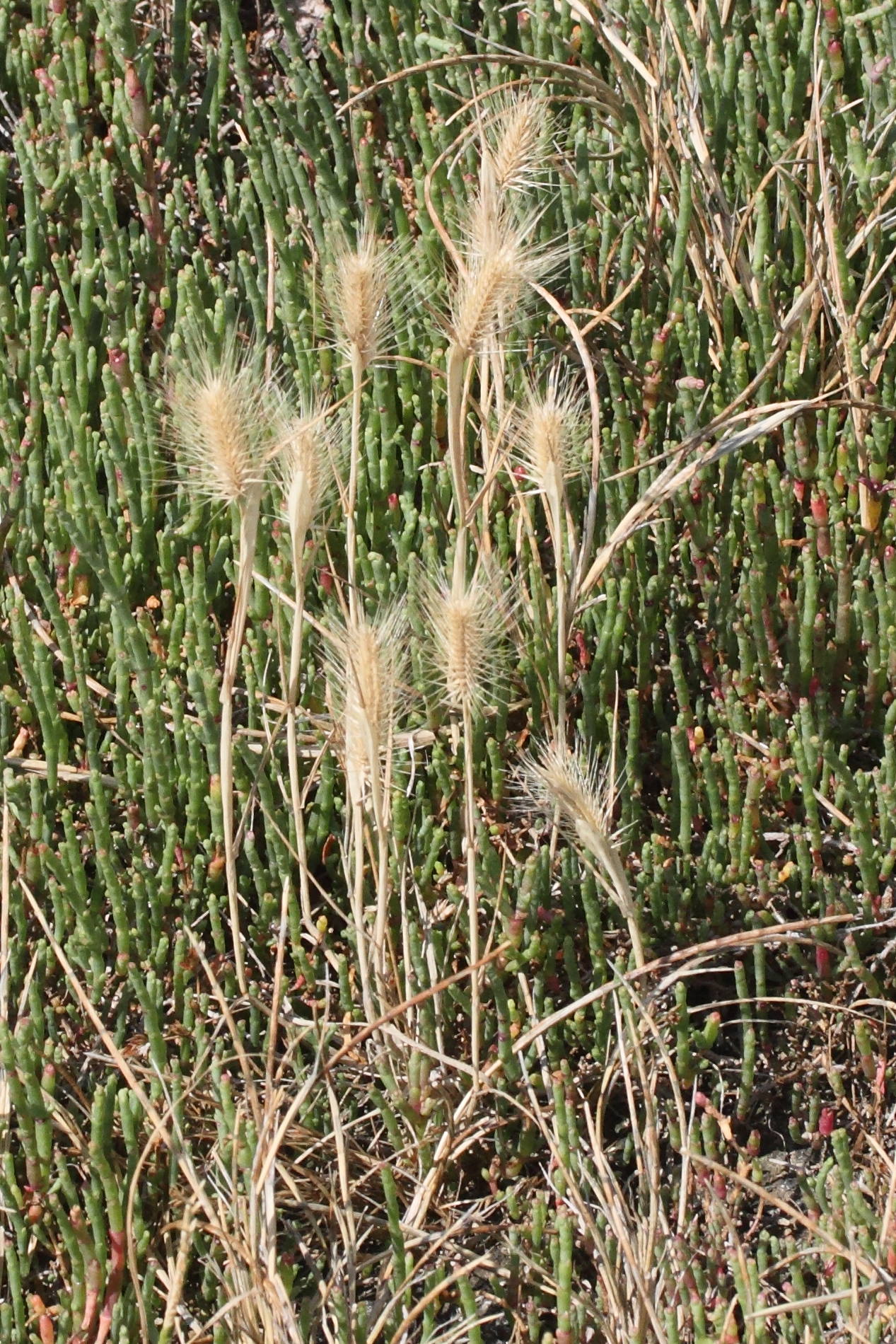 hordeum_marinum4md