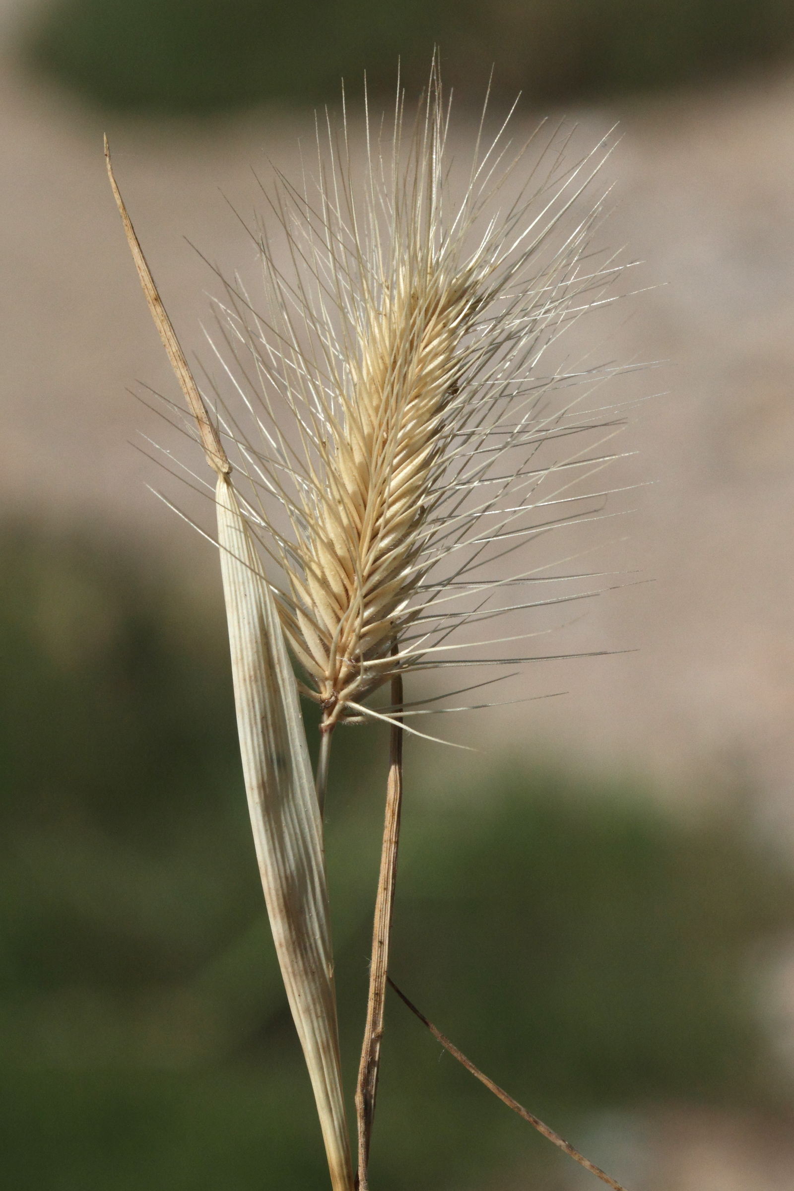 hordeum_marinum5md
