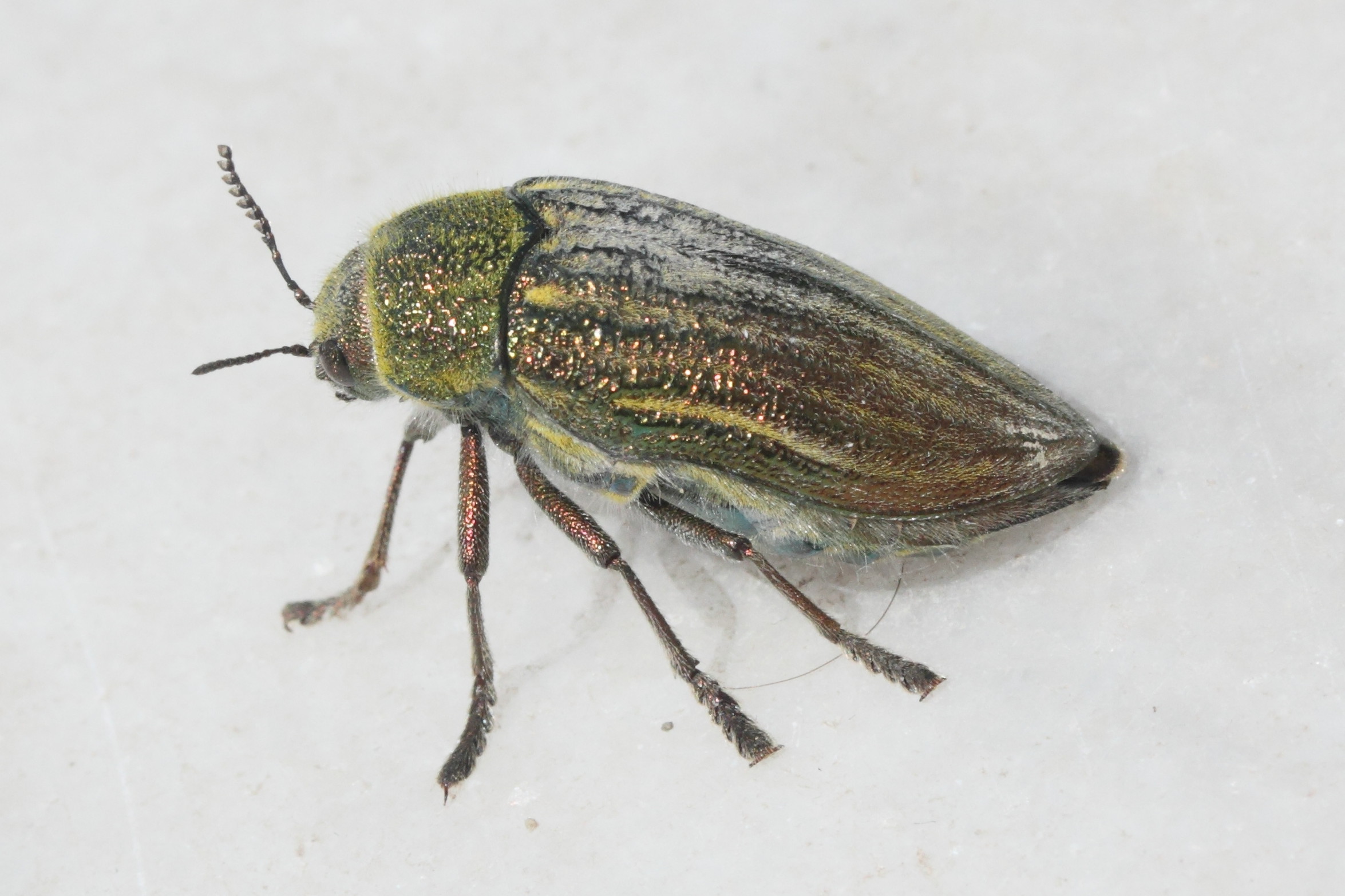 julodis_pubescens_yvenii5md