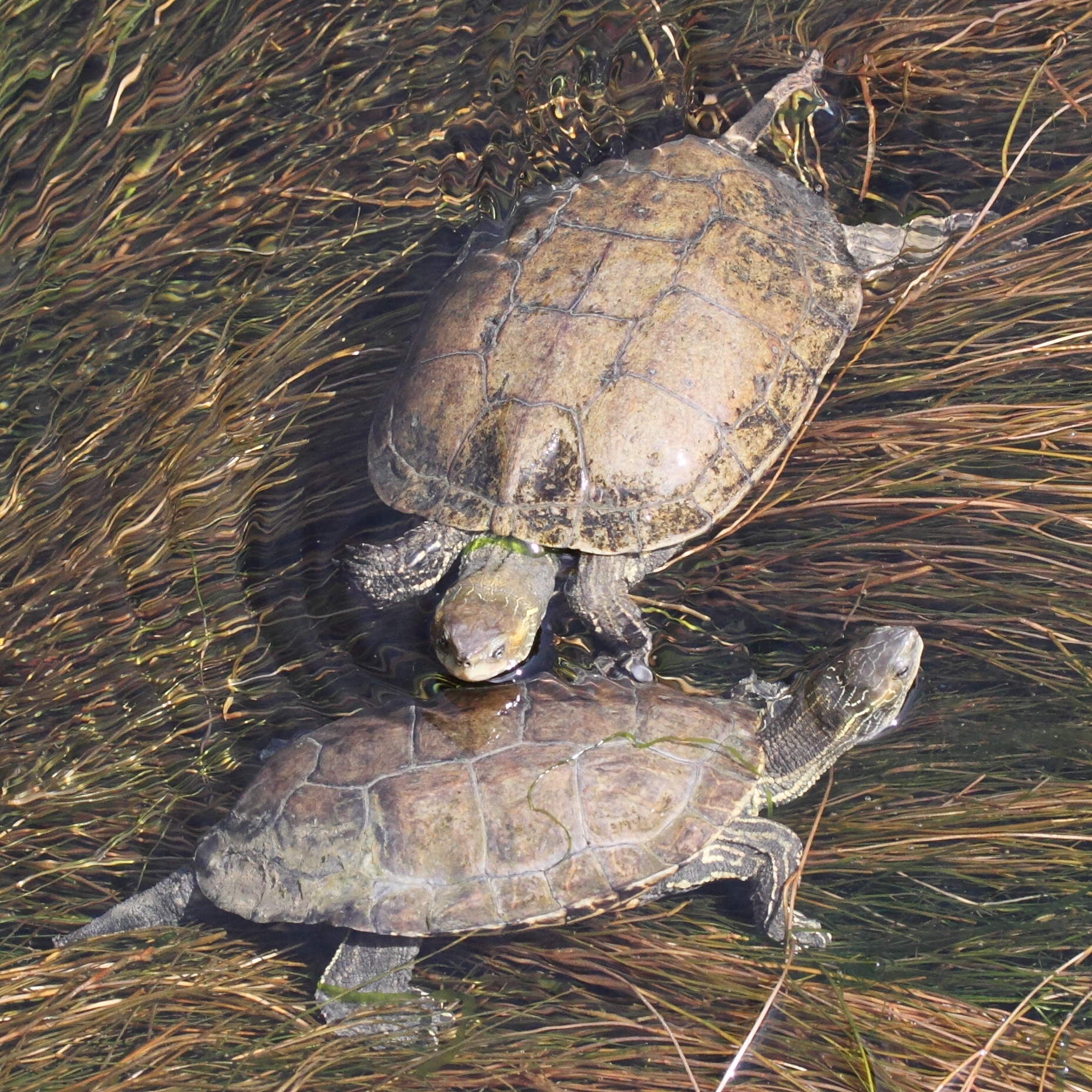 mauremys_rivulata1md