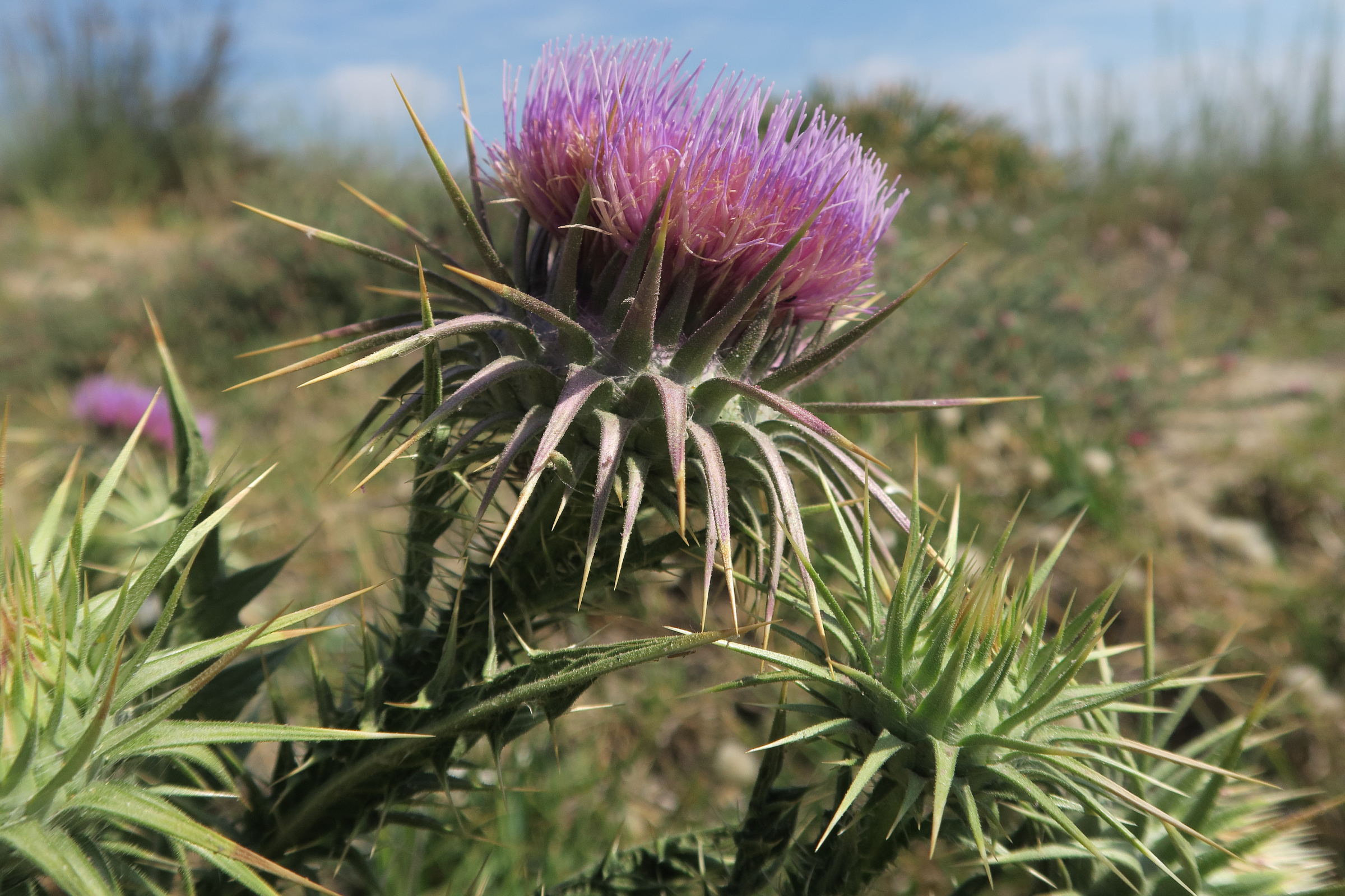 Afficher le média onopordum_bracteatum5md onopordum_bracteatum5md