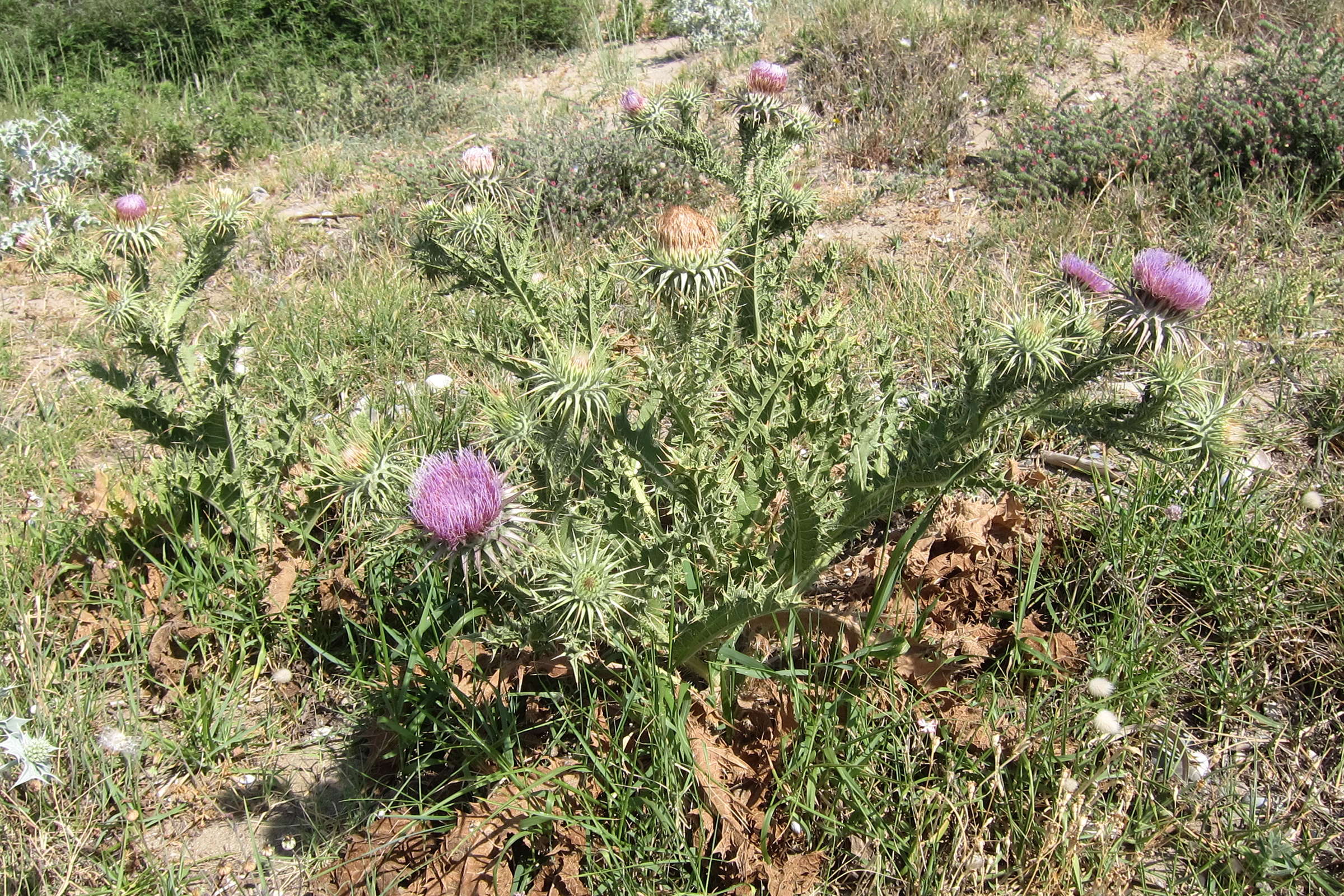 Afficher le média onopordum_bracteatum6bd onopordum_bracteatum6bd