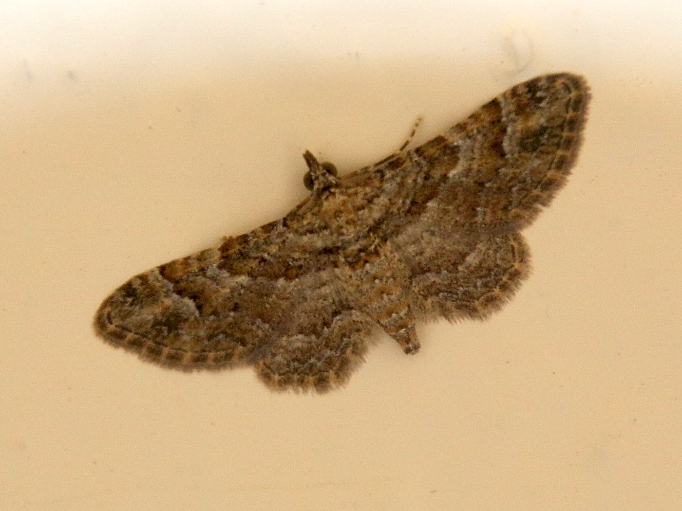 pasiphila_rectangulata1bd