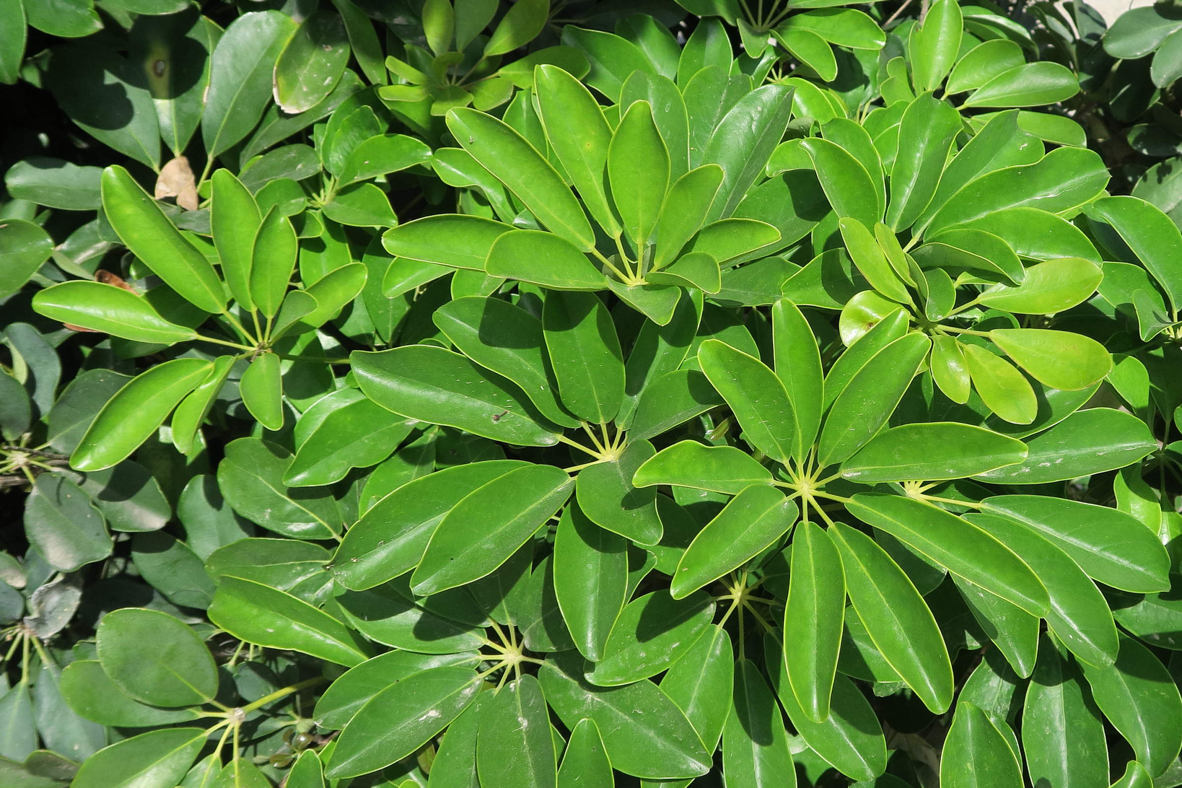 schefflera_arboricola2md