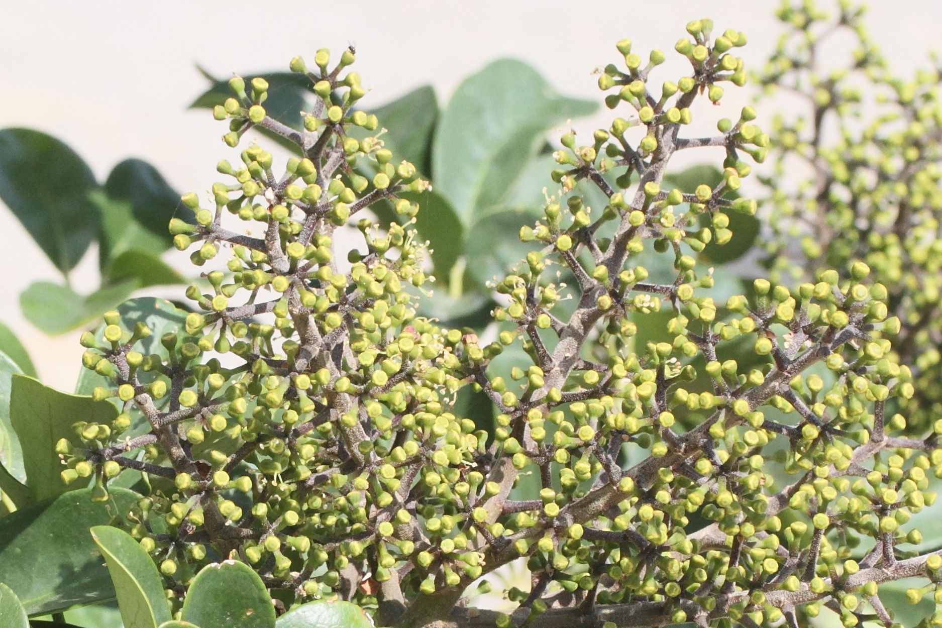 schefflera_arboricola3md