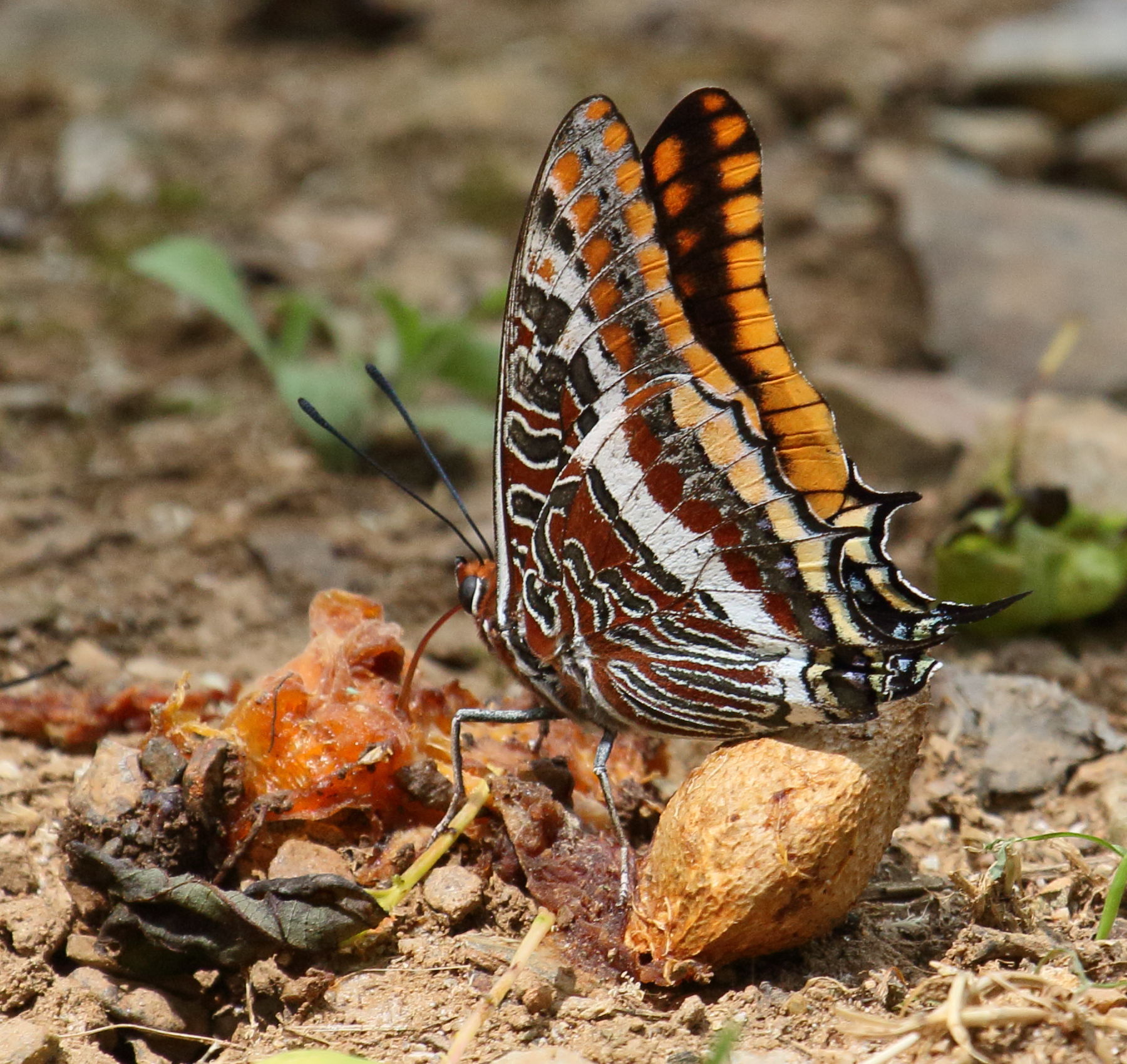 charaxes_jasius4bd
