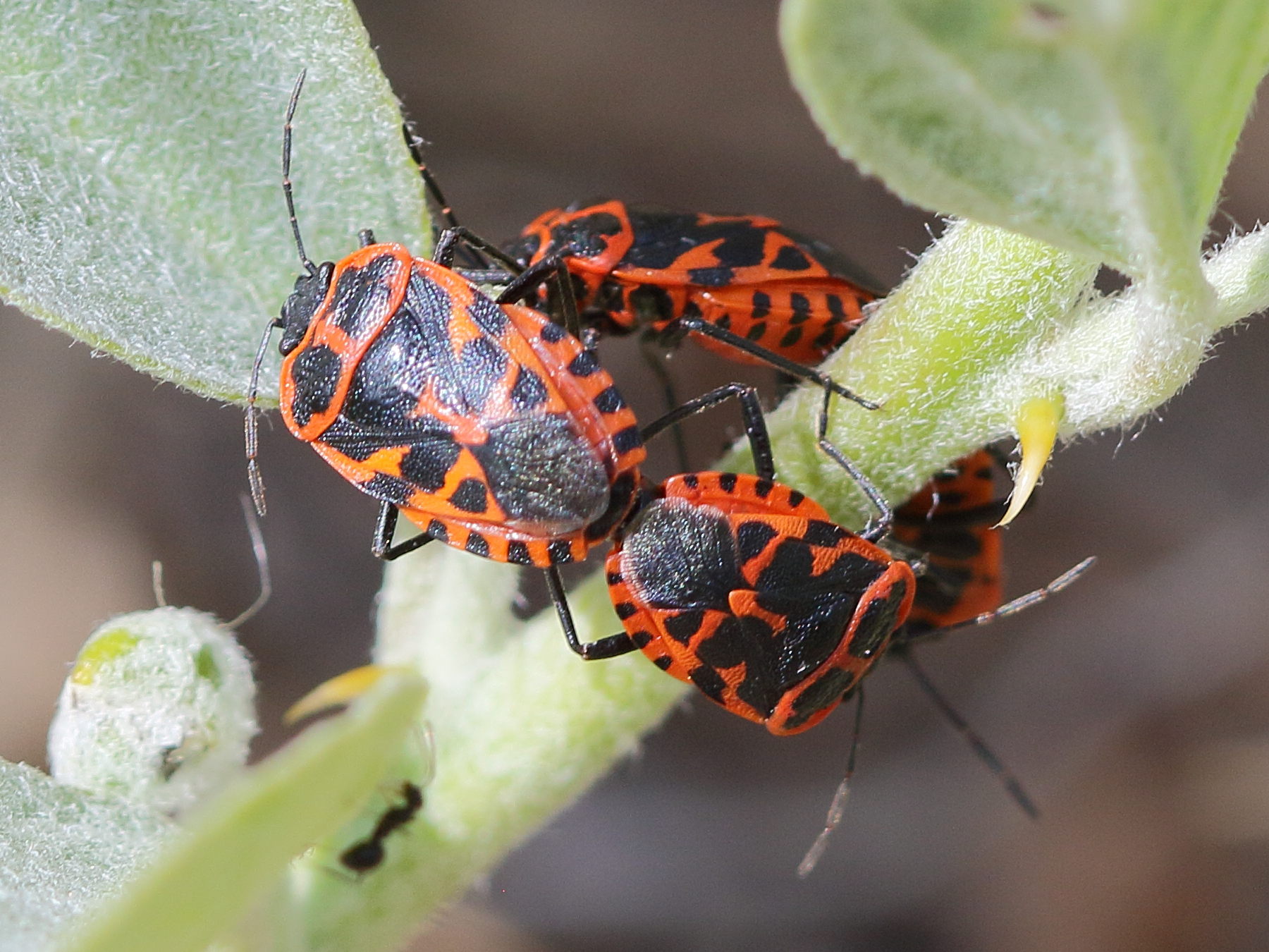 eurydema_ventralis2bd