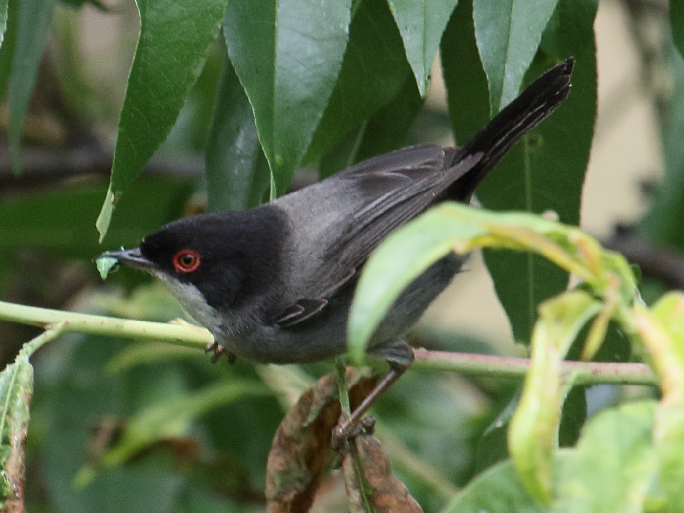 fauvette_melanocephale_-_sylvia_melanocephala6bd