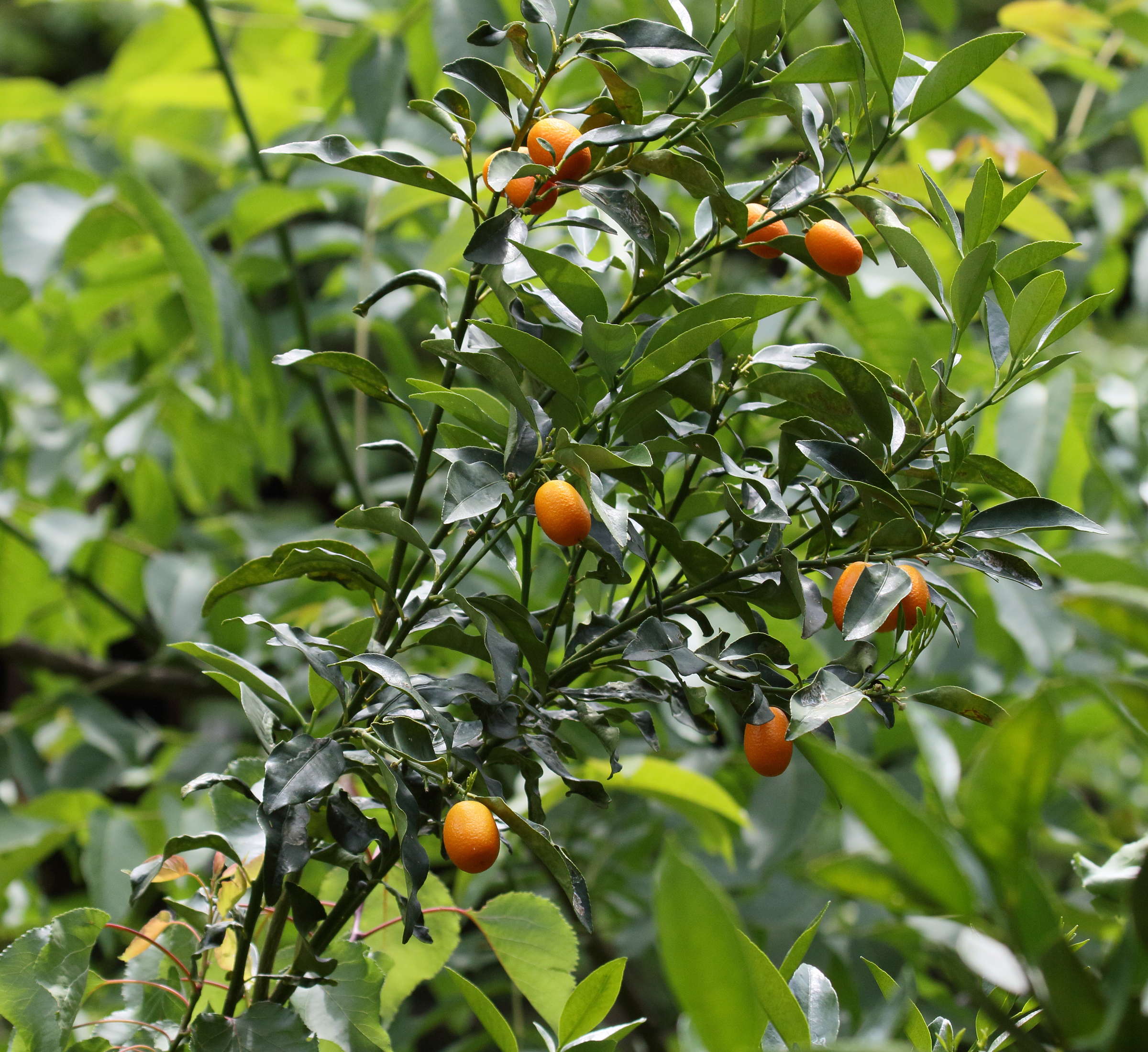 fortunella_margarita3bd