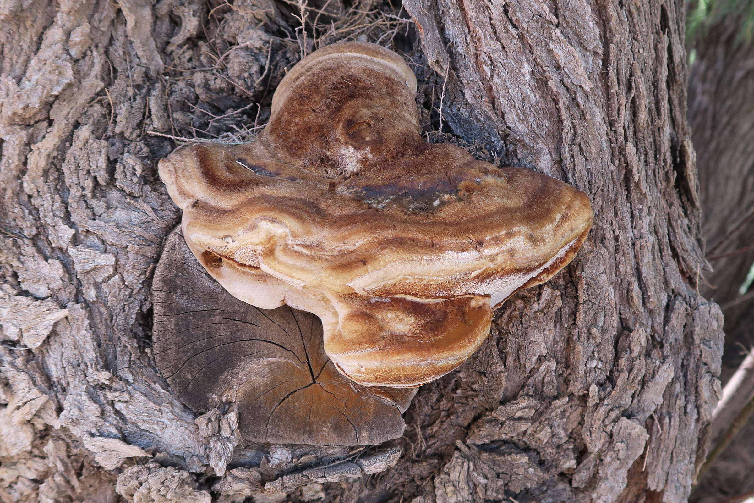 inocutis_tamaricis1md