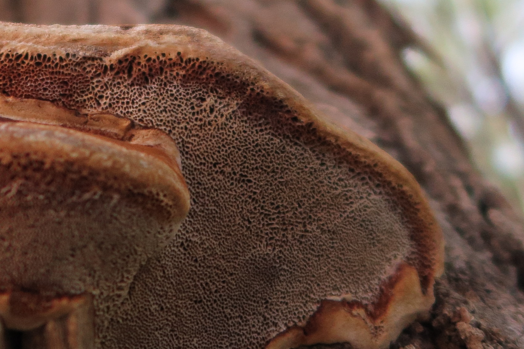 inocutis_tamaricis2md