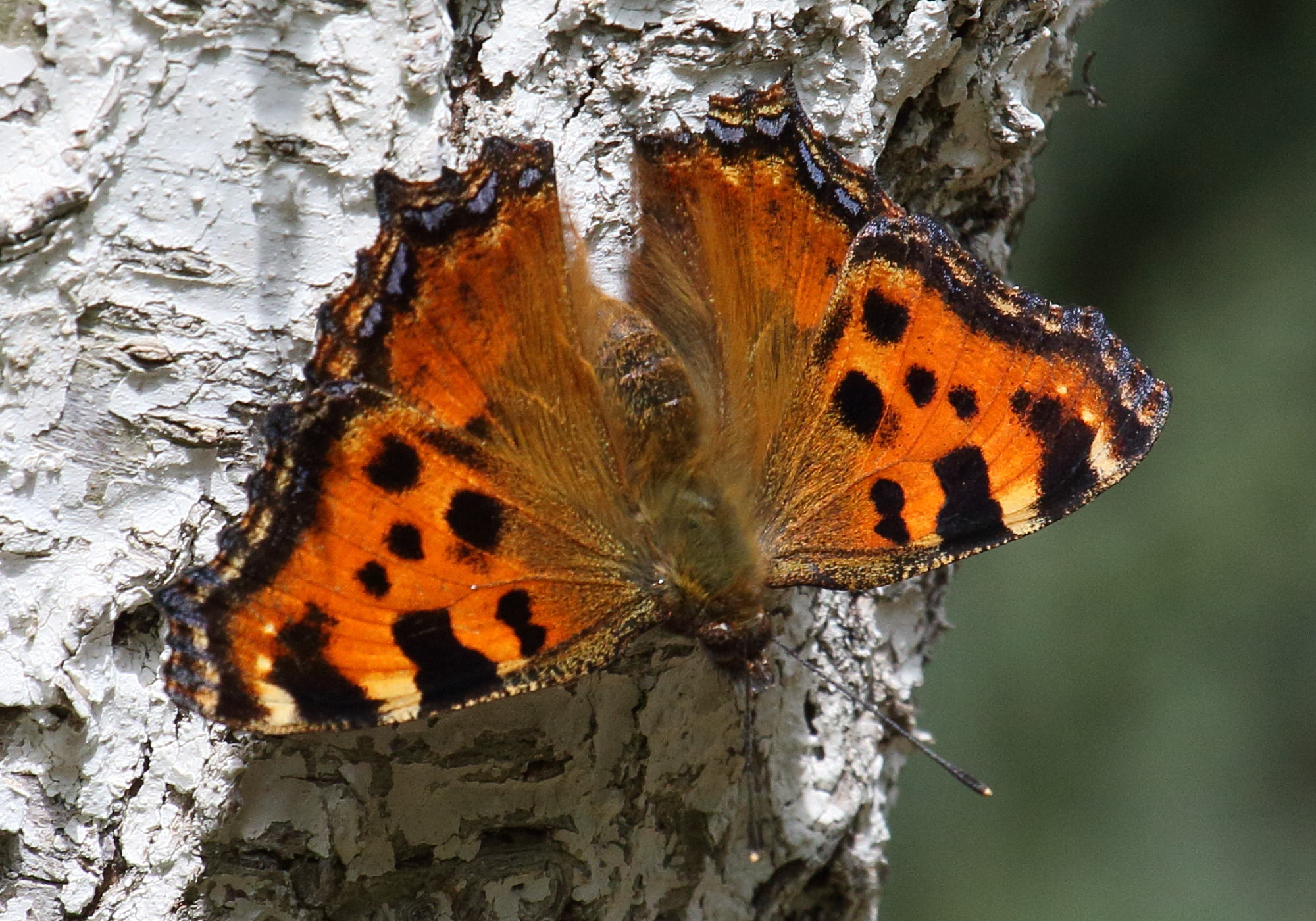 nymphalis_polychloros1bd