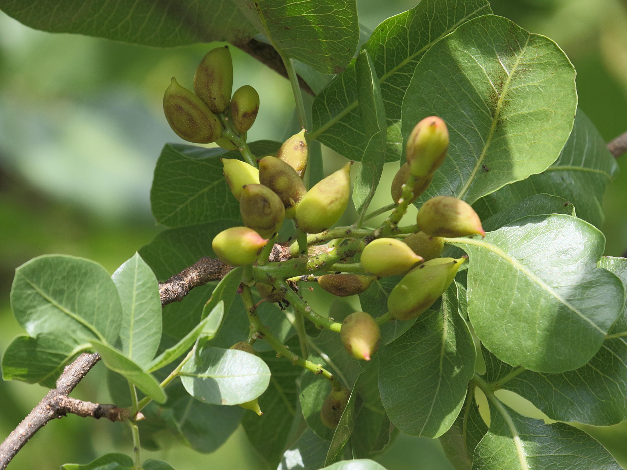 Afficher le média pistacia_vera5bd pistacia_vera5bd