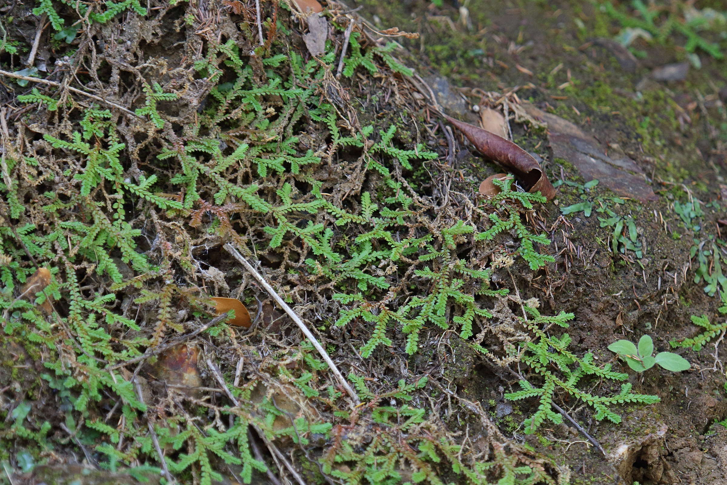 selaginella_denticulata2bd